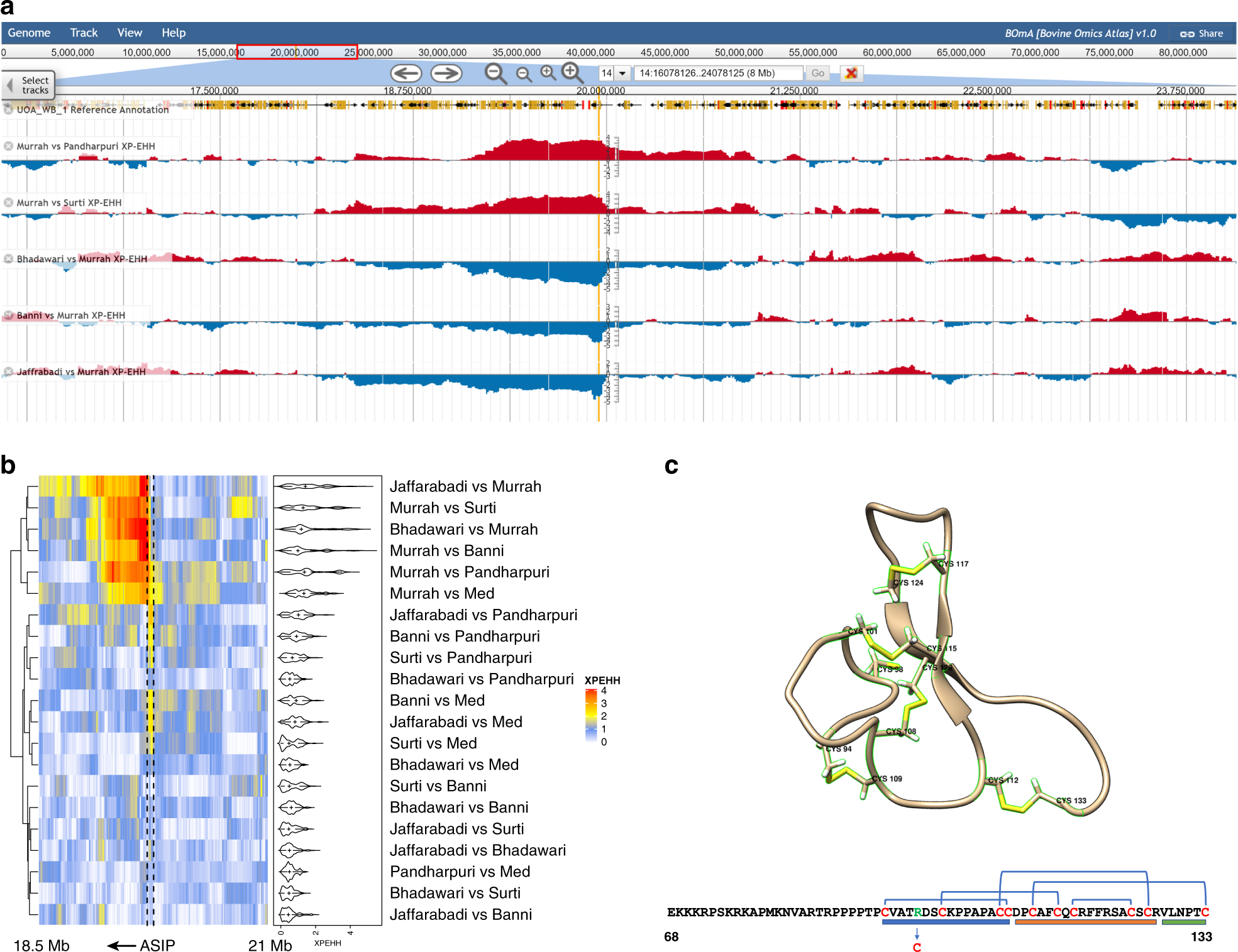 Fig. 2: Patterns of selection at the ASIP locus.