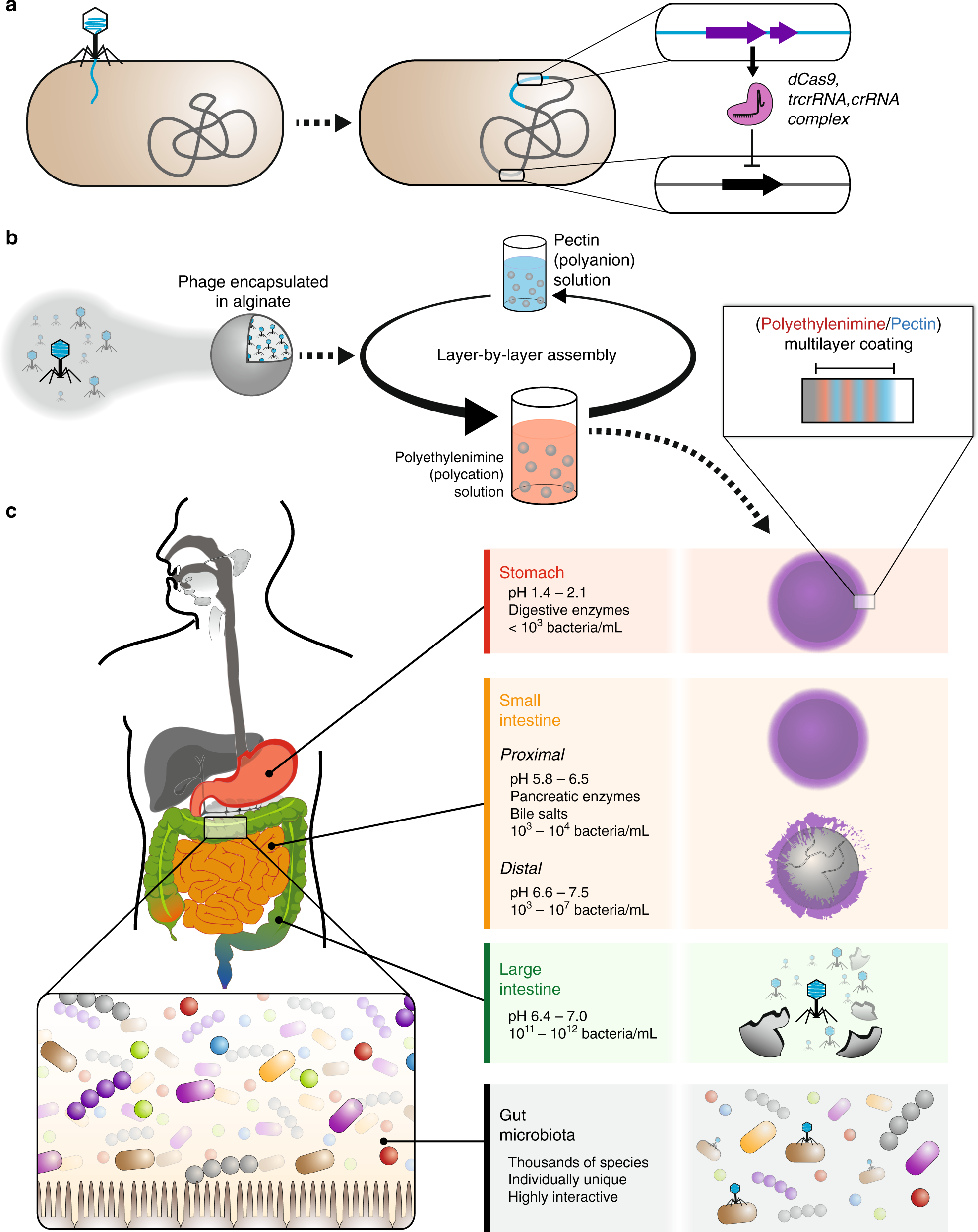 In situ reprogramming of gut bacteria by oral delivery | Nature  Communications, image size:1972x2485