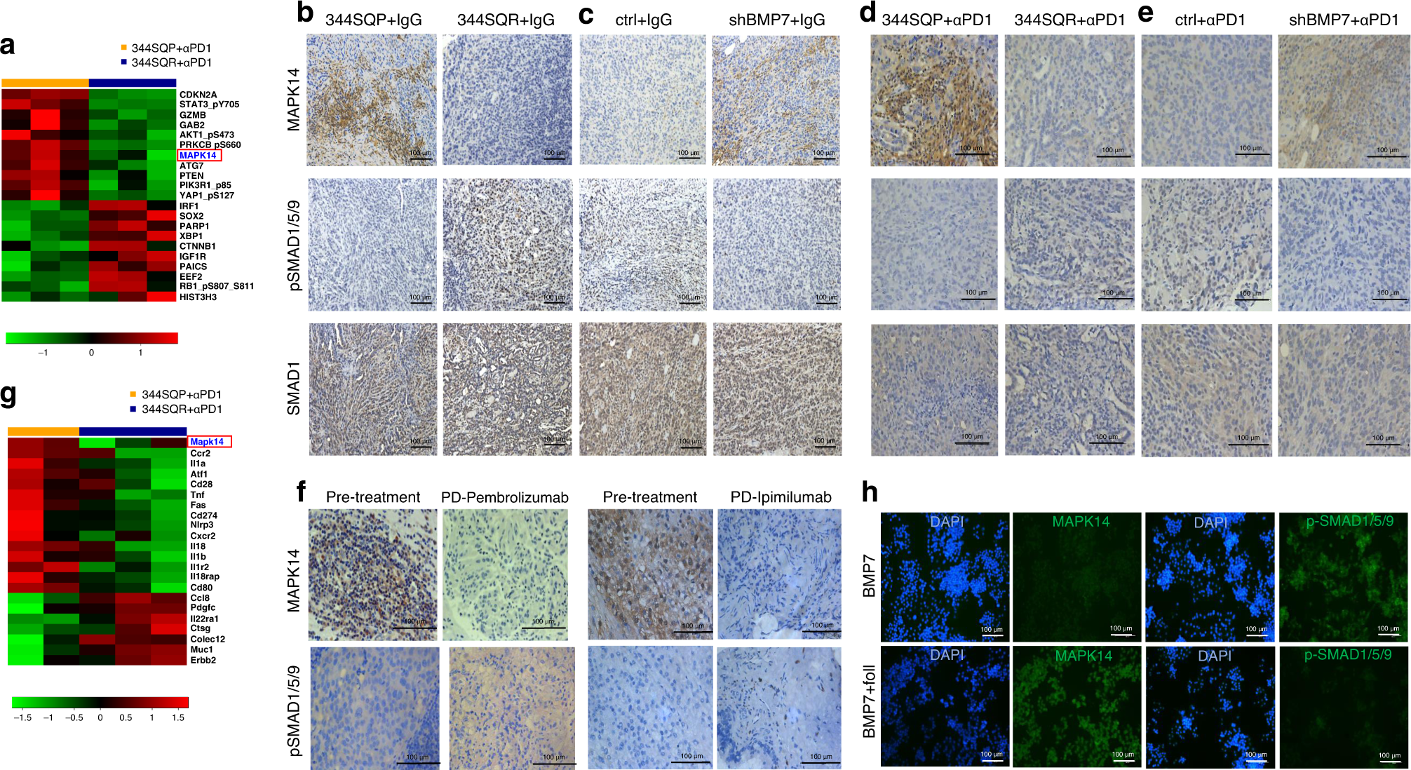 Fig. 2: BMP7 modulates MAPK14 in anti-PD1-resistant tumors and immune cells.