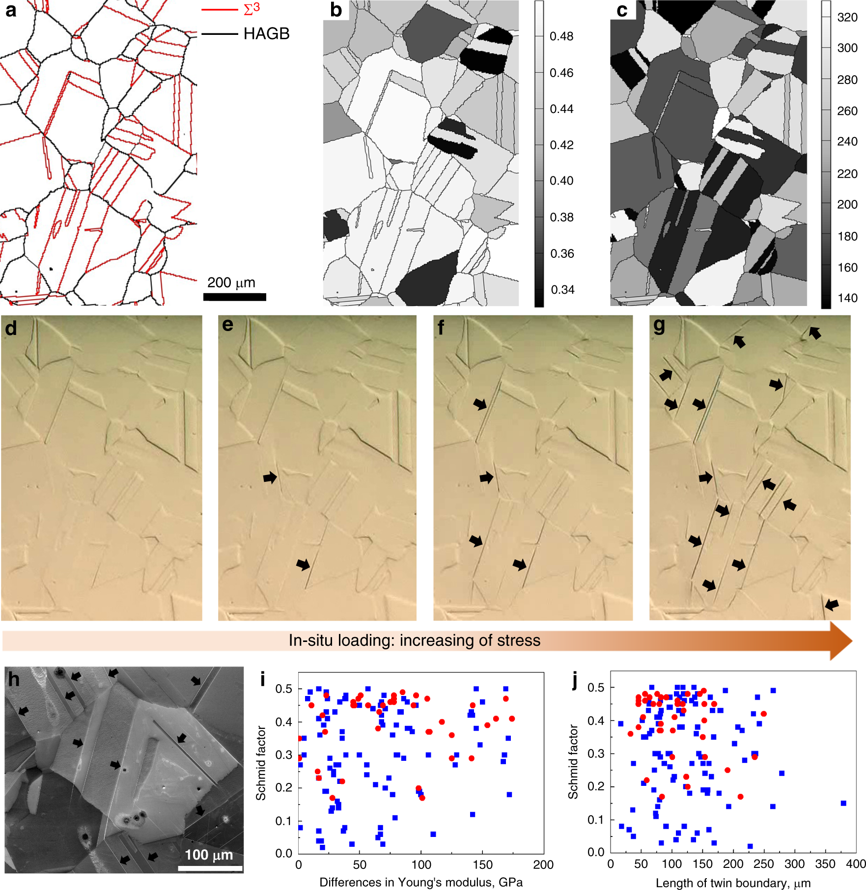 Fig. 3: In-situ observation of the development of slip traces at TBs during tensile loading and statistical analysis of slip traces generated at TBs.