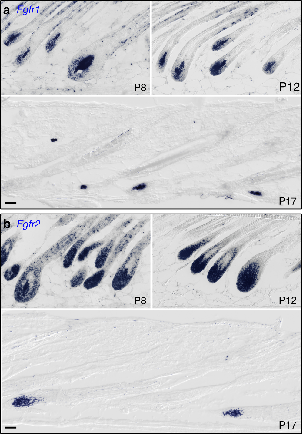 Fgf and Wnt signaling interaction in