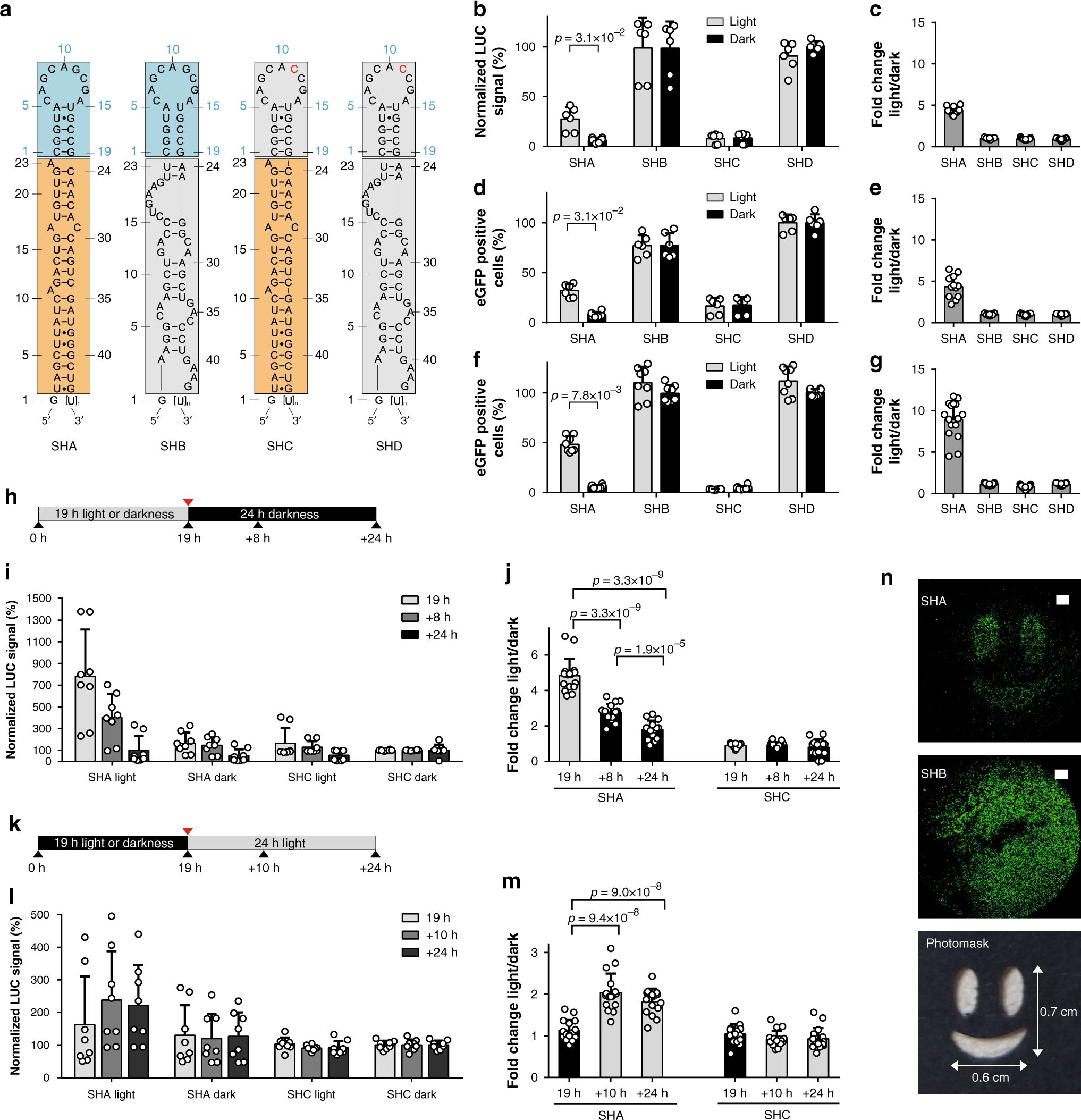 Fig. 2: A pre-miR21-aptamer chimera enables light-control of gene expression.