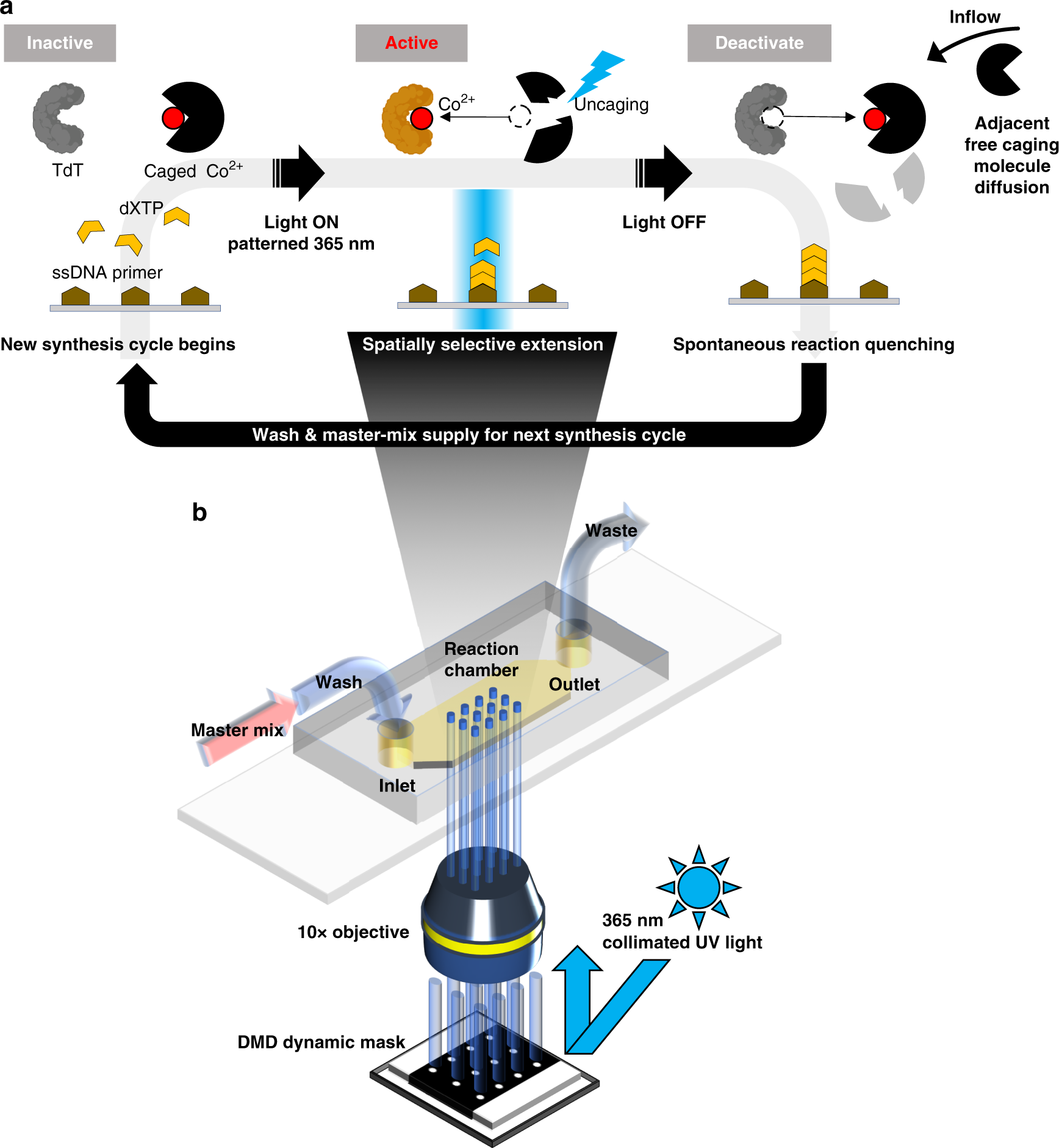 Photon-directed multiplexed enzymatic DNA synthesis for molecular digital  data storage | Nature Communications