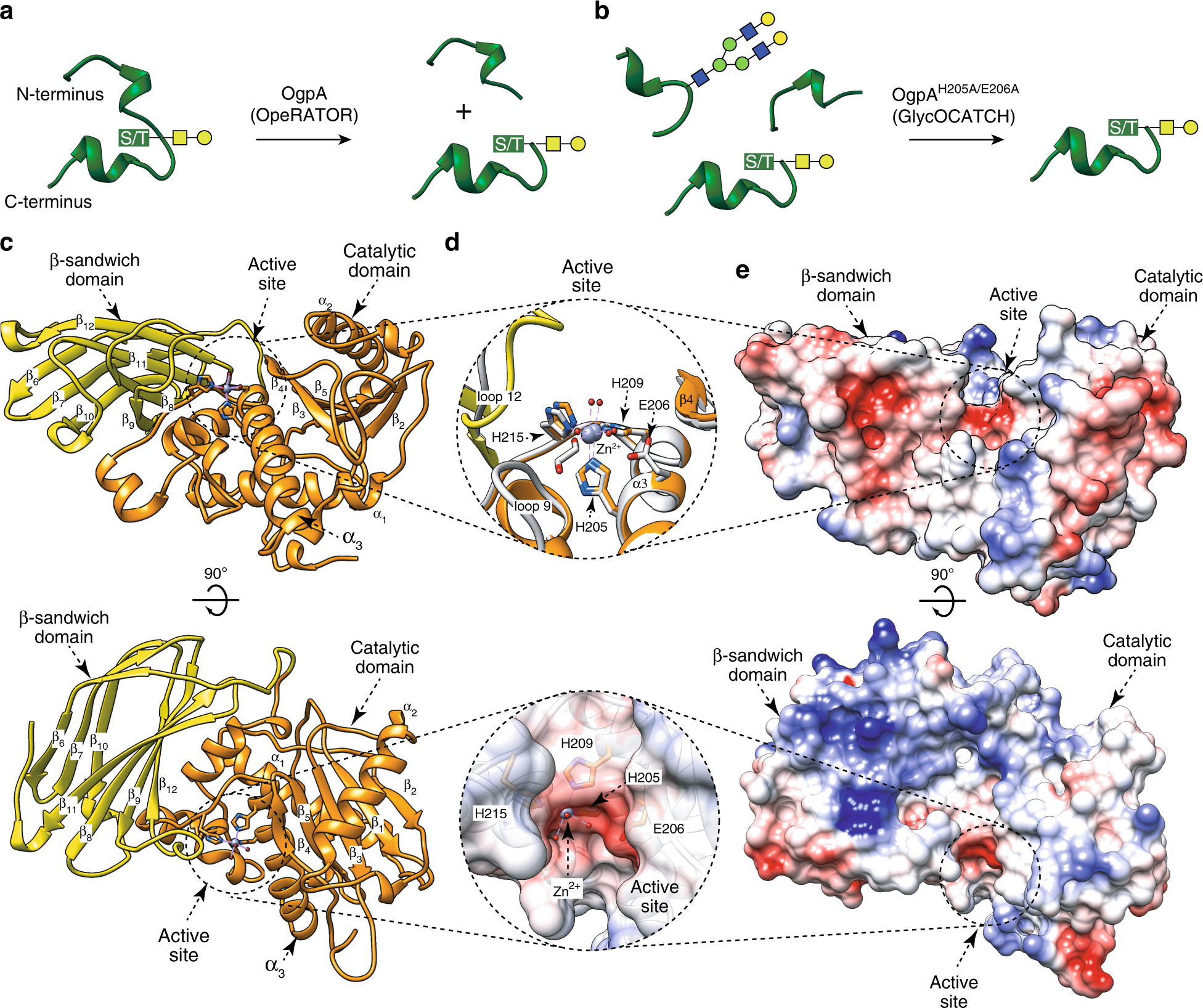 Structural Basis Of Mammalian Mucin Processing By The Human Gut O Glycopeptidase Ogpa From Akkermansia Muciniphila Nature Communications Structural Basis Of Mammalian Mucin Processing By The Human Gut O Glycopeptidase Ogpa From Akkermansia Muciniphila Nature Communications