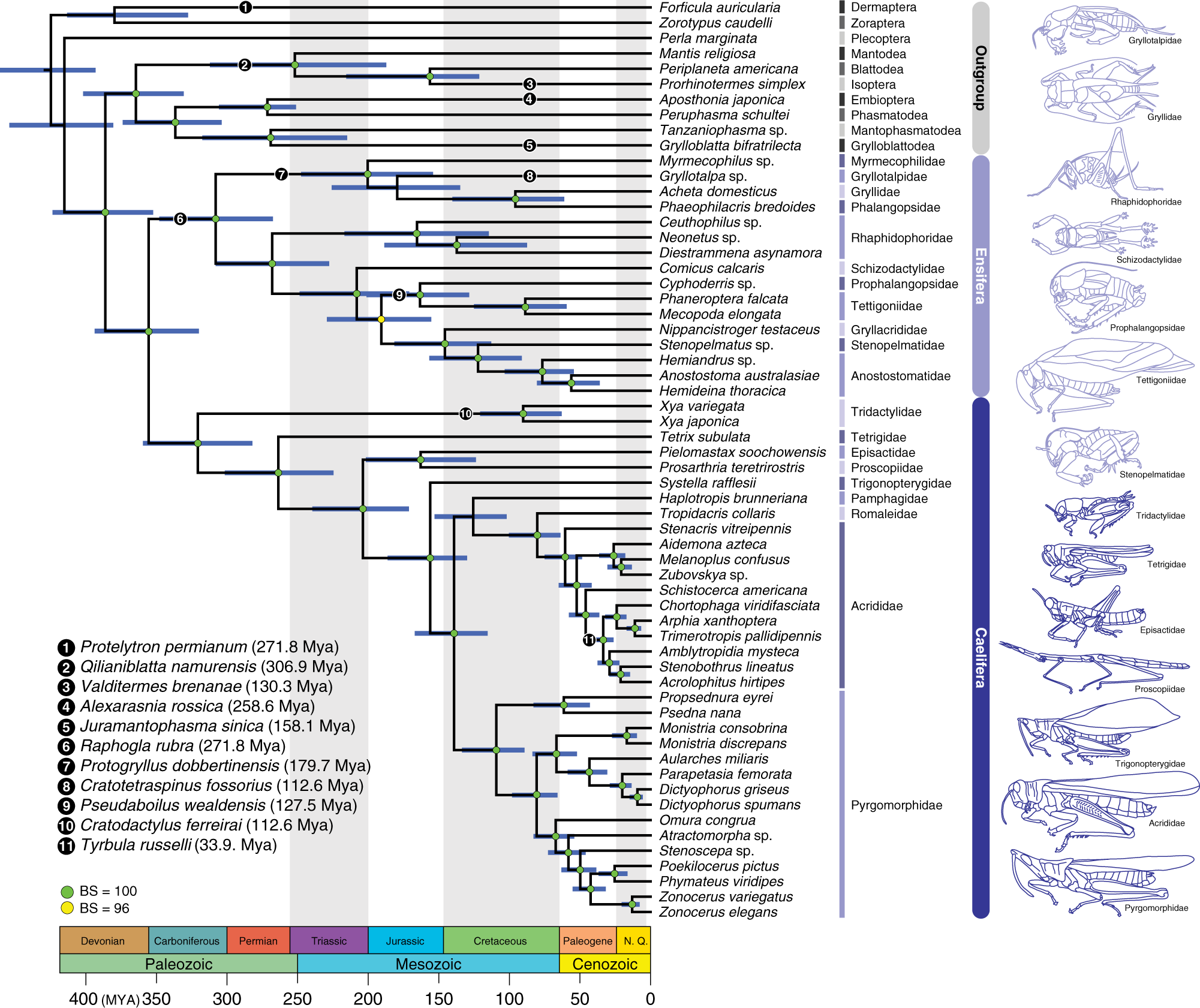 Fig. 1: Dated phylogeny of Orthoptera based on the phylogenomic data.