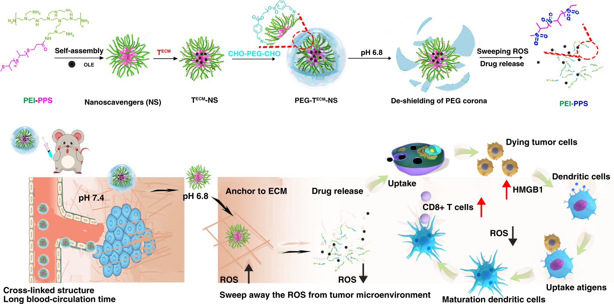 Targeted scavenging of extracellular ROS relieves suppressive immunogenic  cell death | Nature Communications