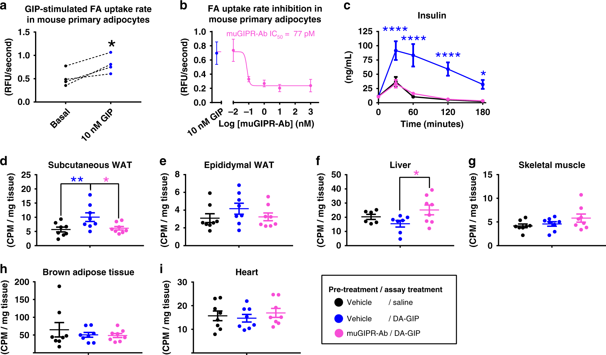 Fig. 4: GIP stimulates fatty acid uptake in primary adipocytes in vitro and in adipose tissue in vivo and is inhibited by muGIPR-Ab.