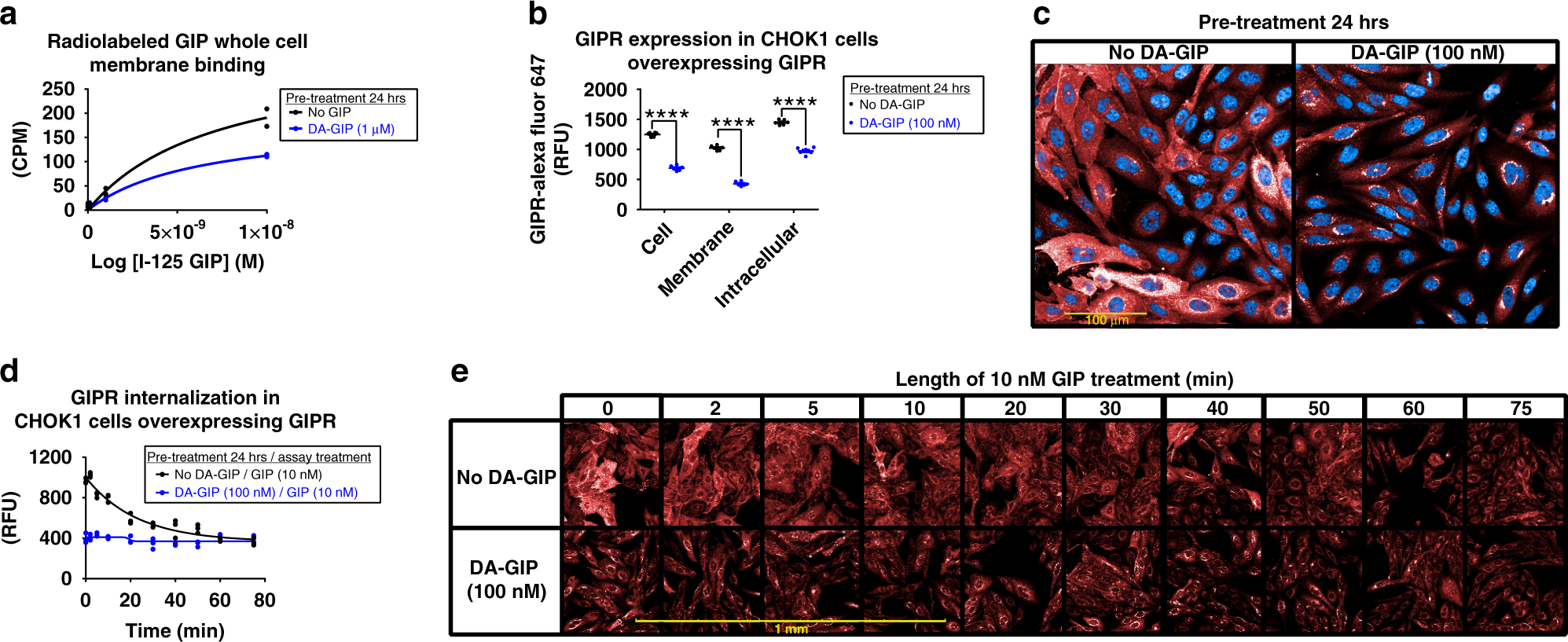 Fig. 8: Chronic GIPR agonism increases membrane GIPR internalization in vitro.