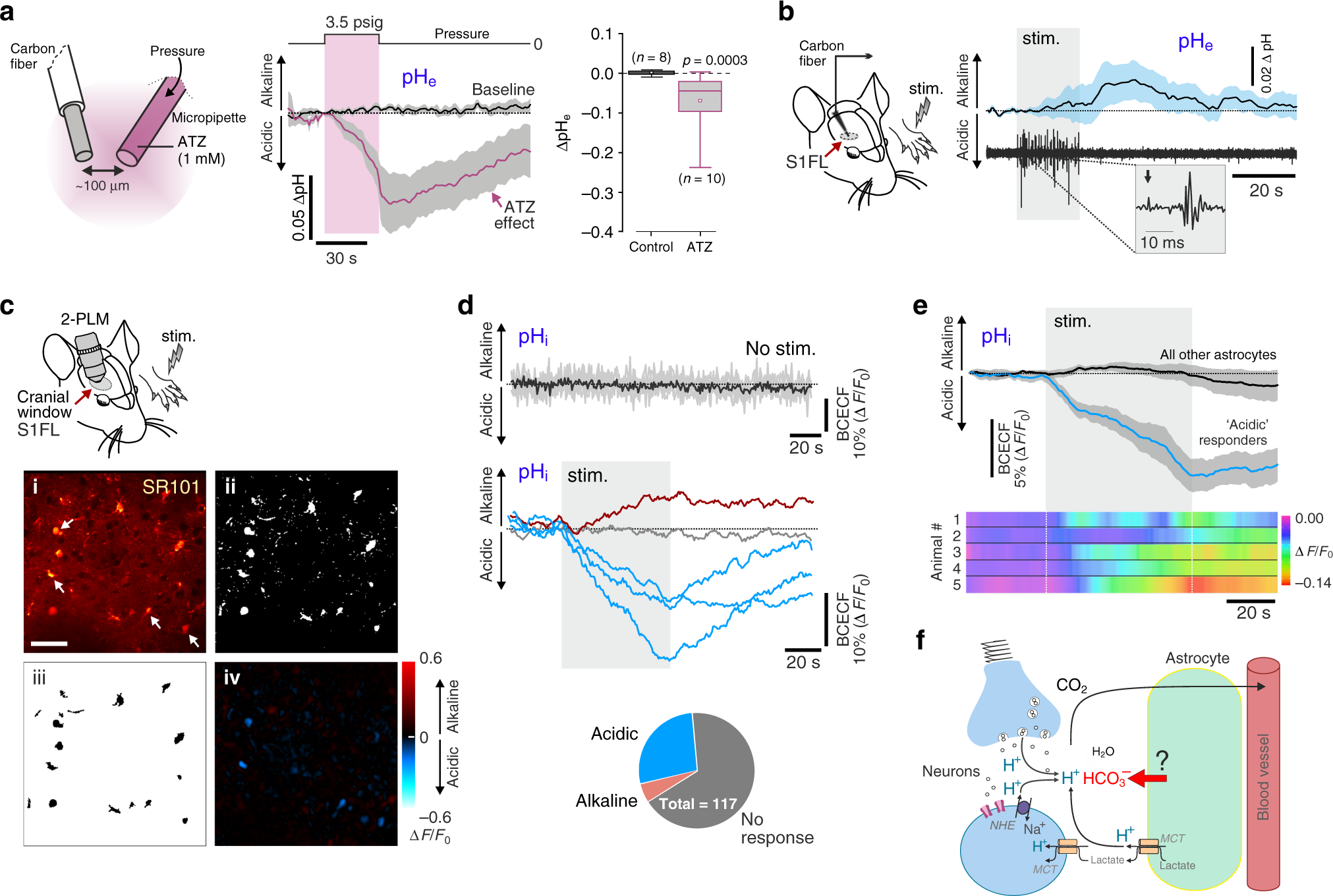 Astrocytes regulate brain extracellular pH via a neuronal  activity-dependent bicarbonate shuttle | Nature Communications