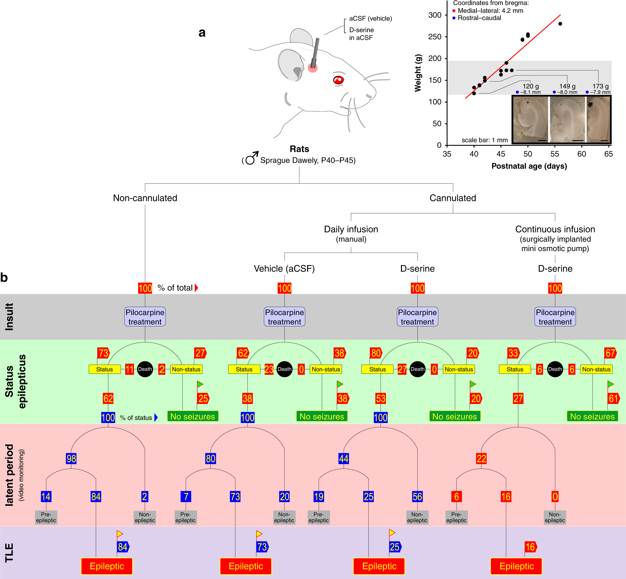 Fig. 1: Assaying D-serine’s efficacy in preventing temporal lobe epilepsy.