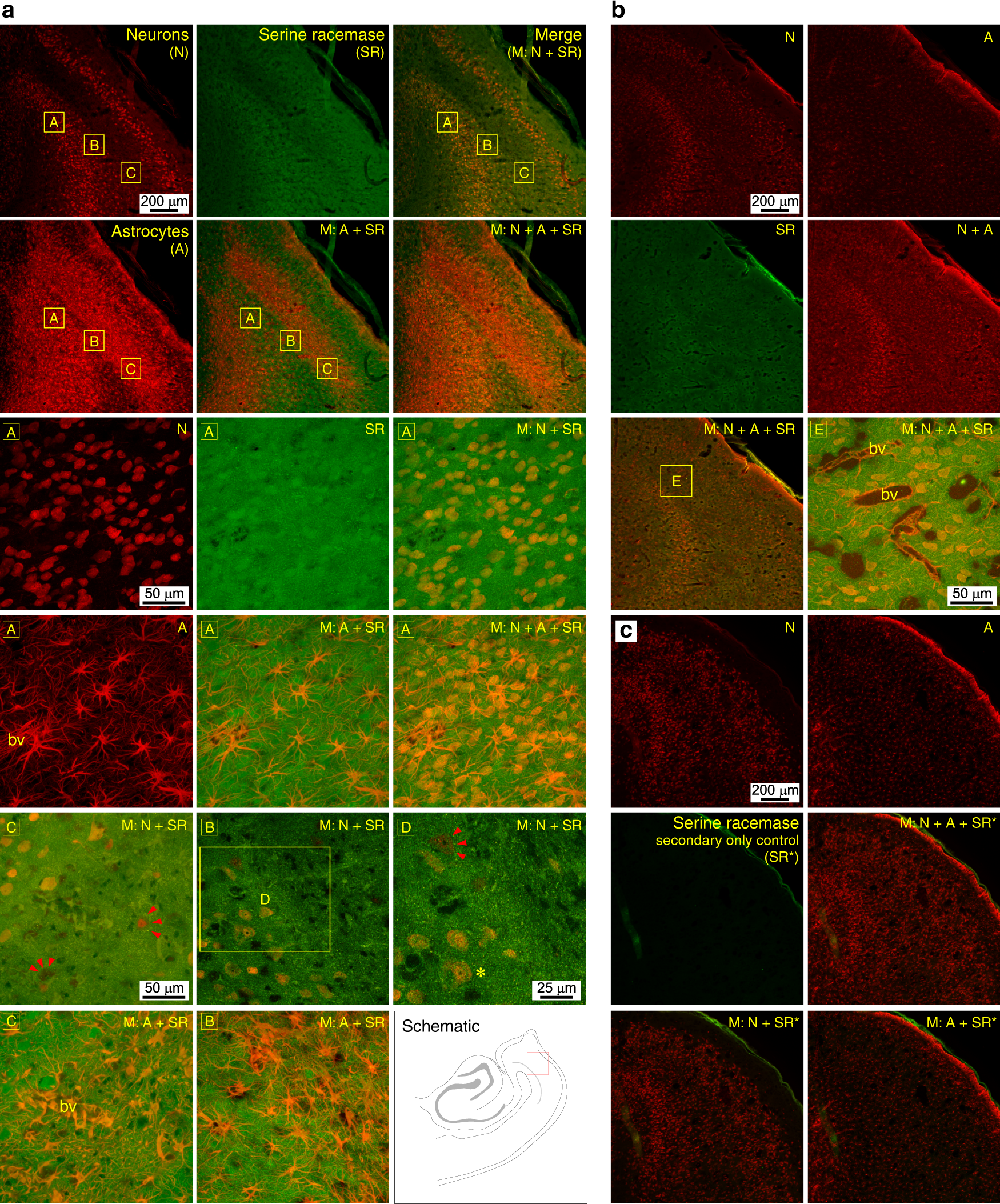Fig. 5: Serine racemase is localized in both neurons and astrocytes in the MEA.
