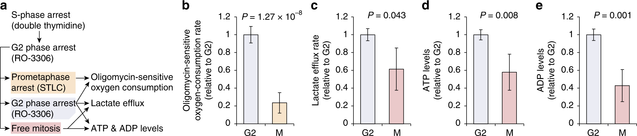 Fig. 5: Flux measurements in synchronized cell populations reveal decreased ATP synthesis and ATP levels in mitosis relative to G2.