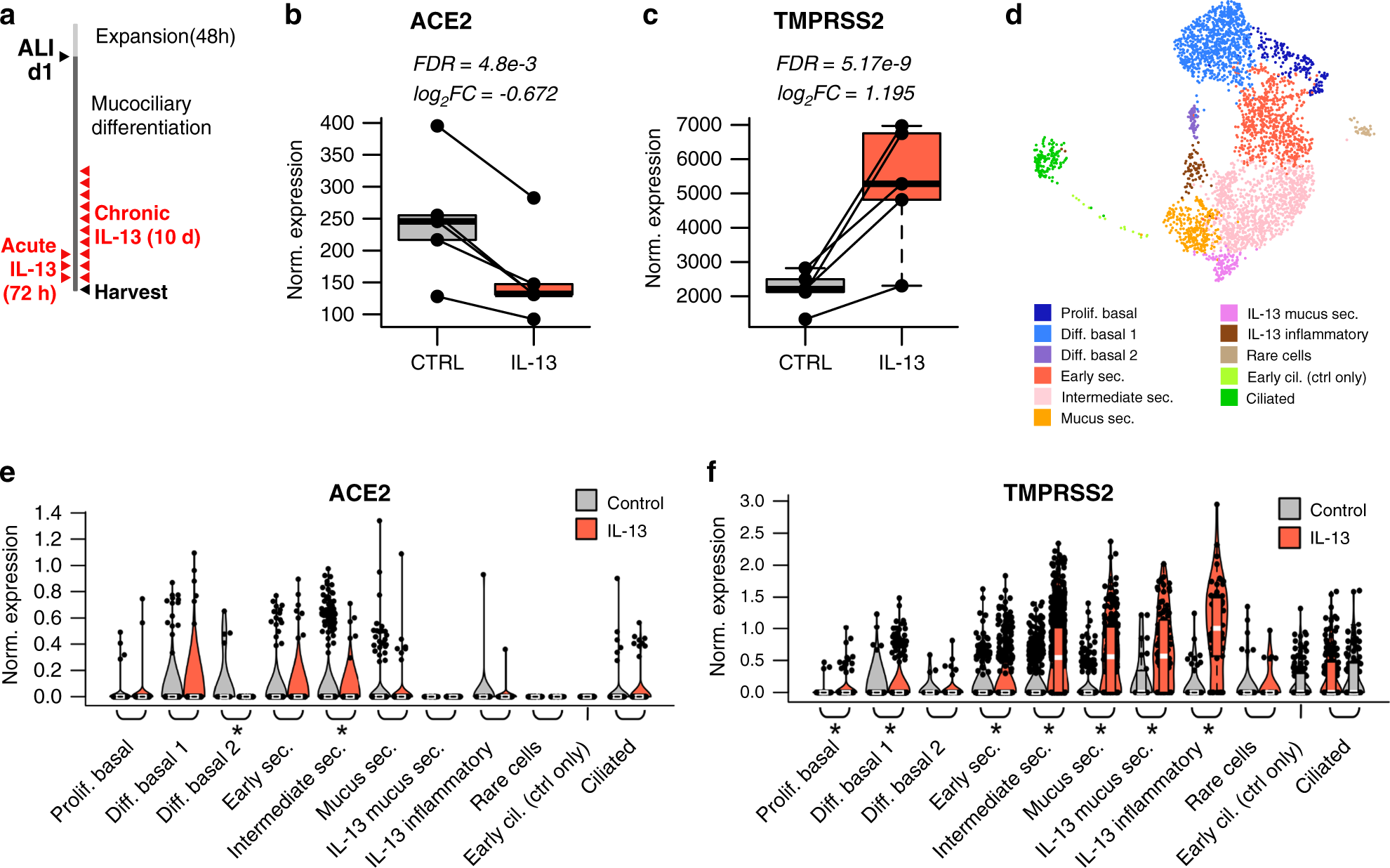 Fig. 3: ACE2 and TMPRSS2 are both regulated by IL-13 in the airway epithelium.
