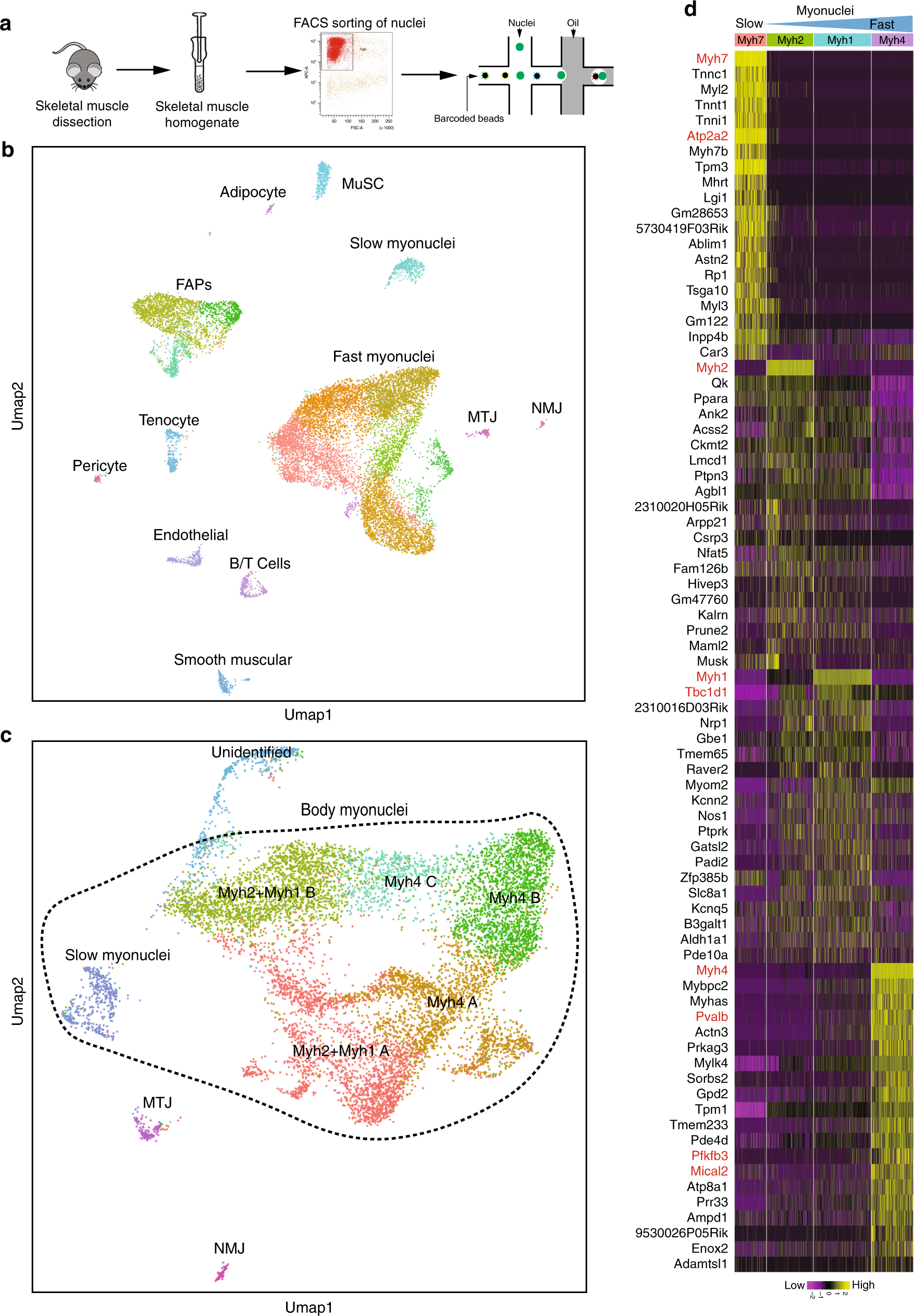 Fig. 1: SnRNA-seq analysis from adult slow and fast skeletal muscles.