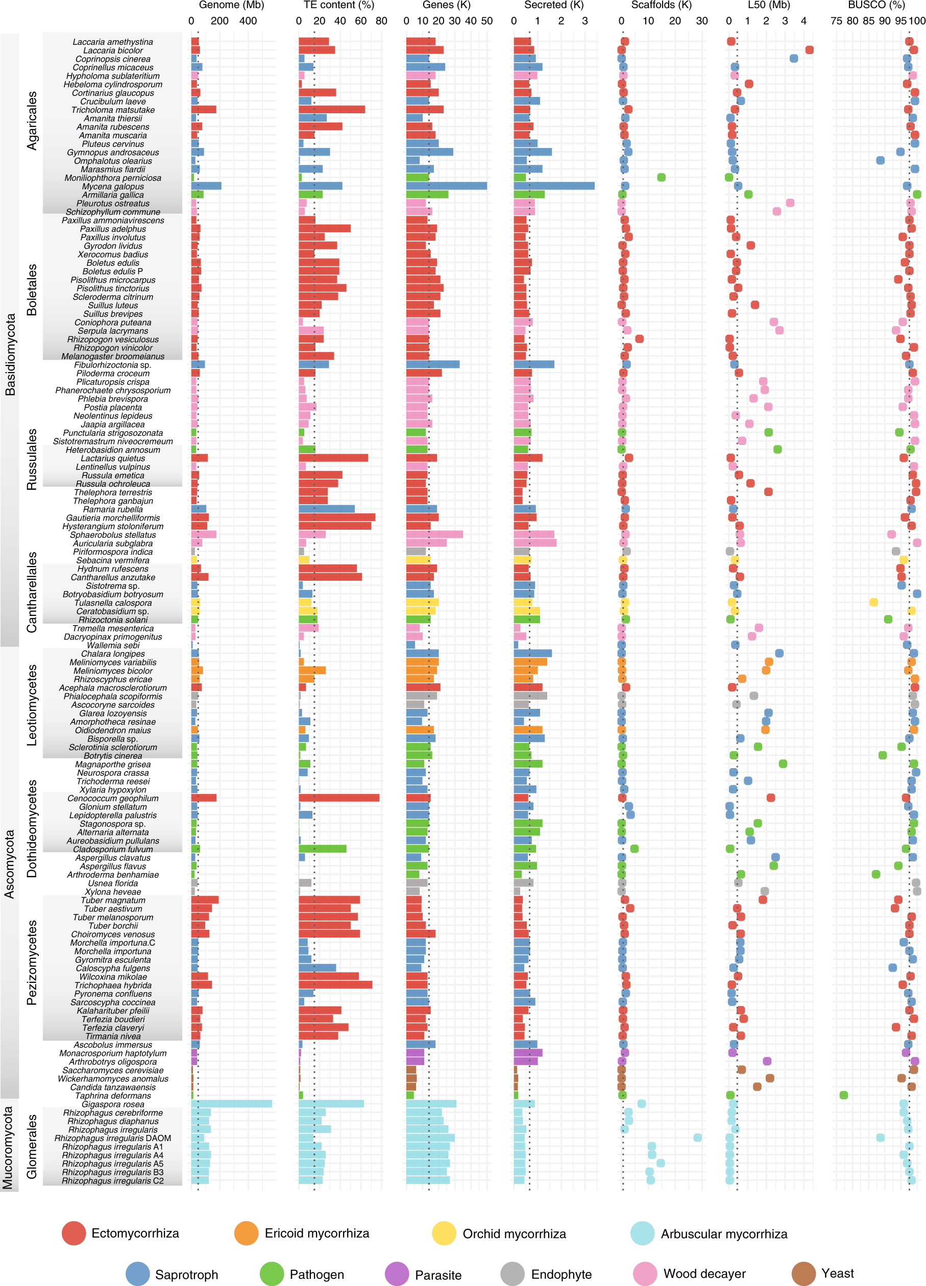 Large Scale Genome Sequencing Of Mycorrhizal Fungi Provides Insights Into The Early Evolution Of Symbiotic Traits Nature Communications