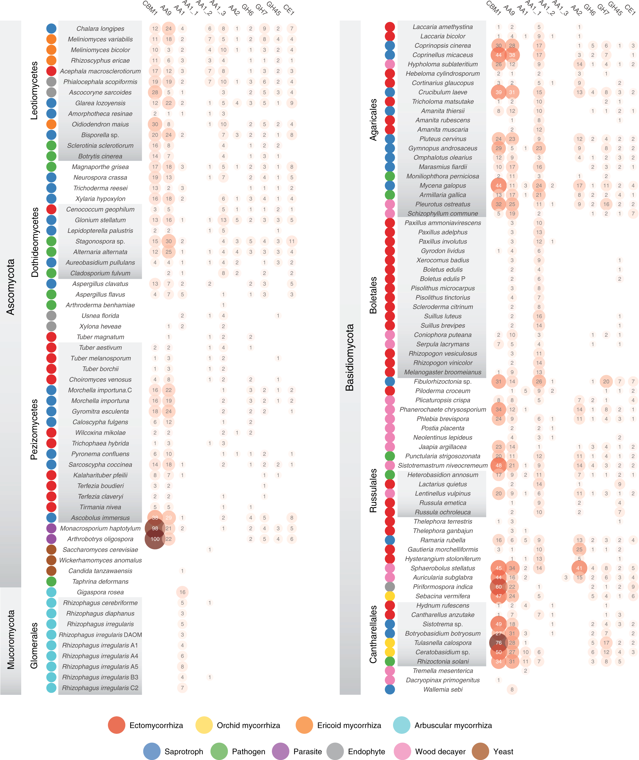 Fig. 5: Distribution of key secreted PCWDEs in analyzed fungi.