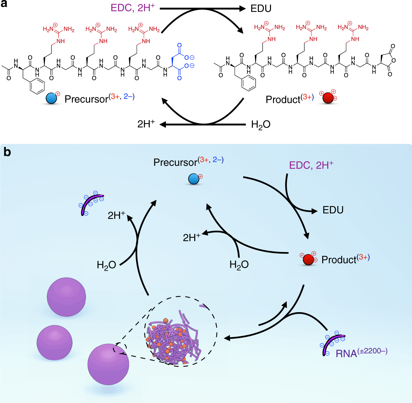 Active Coacervate Droplets As A Model For Membraneless Organelles And Protocells Nature Communications Active Coacervate Droplets As A Model For Membraneless Organelles And Protocells Nature Communications