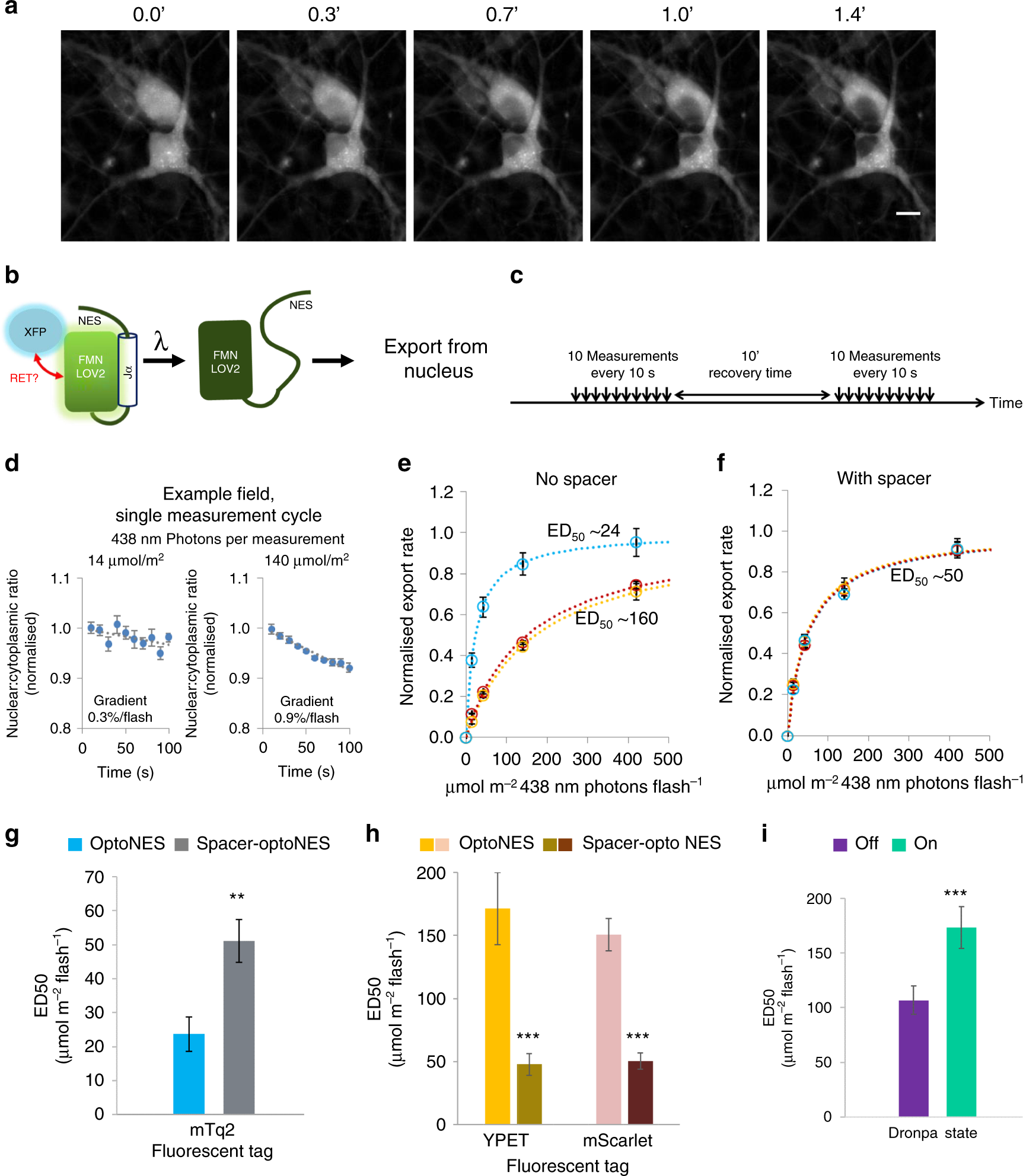 Resonance energy transfer sensitises and monitors in situ switching of  LOV2-based optogenetic actuators | Nature Communications