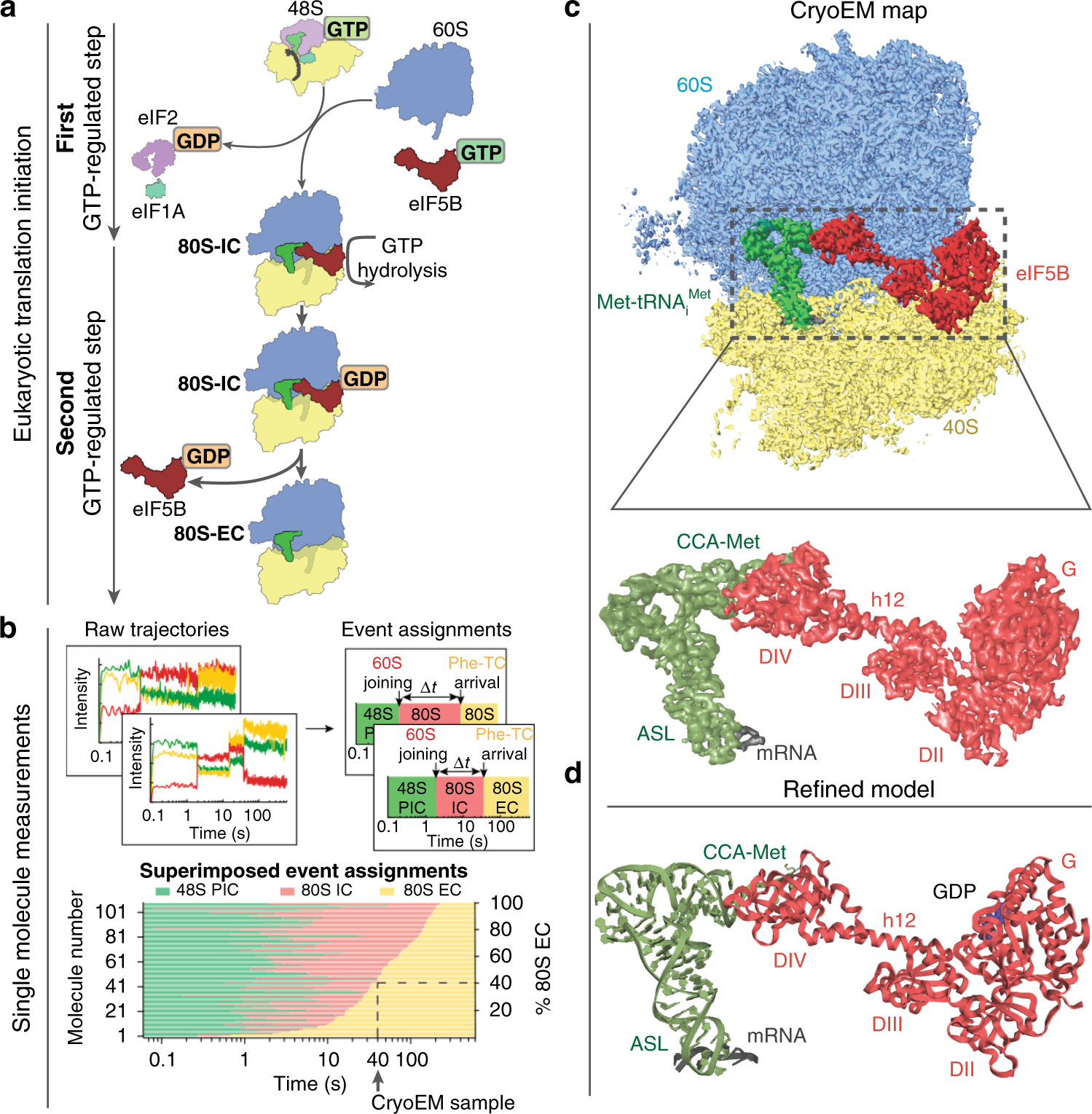 Structural basis for the transition from translation initiation to  elongation by an 80S-eIF5B complex | Nature Communications