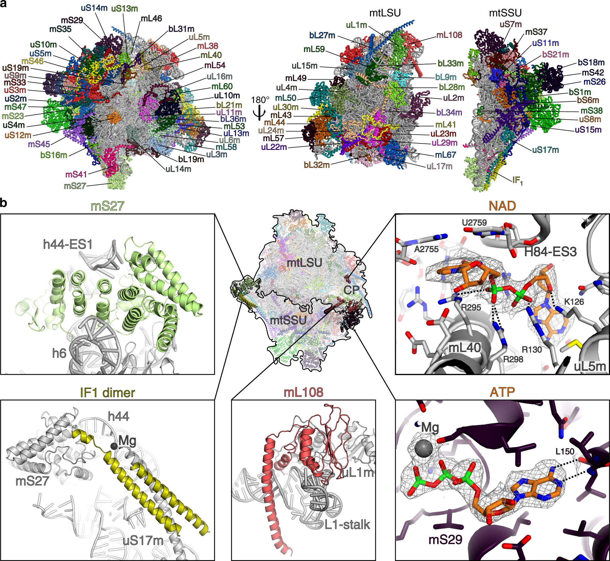 Analysis Of Translating Mitoribosome Reveals Functional Characteristics Of Translation In Mitochondria Of Fungi Nature Communications