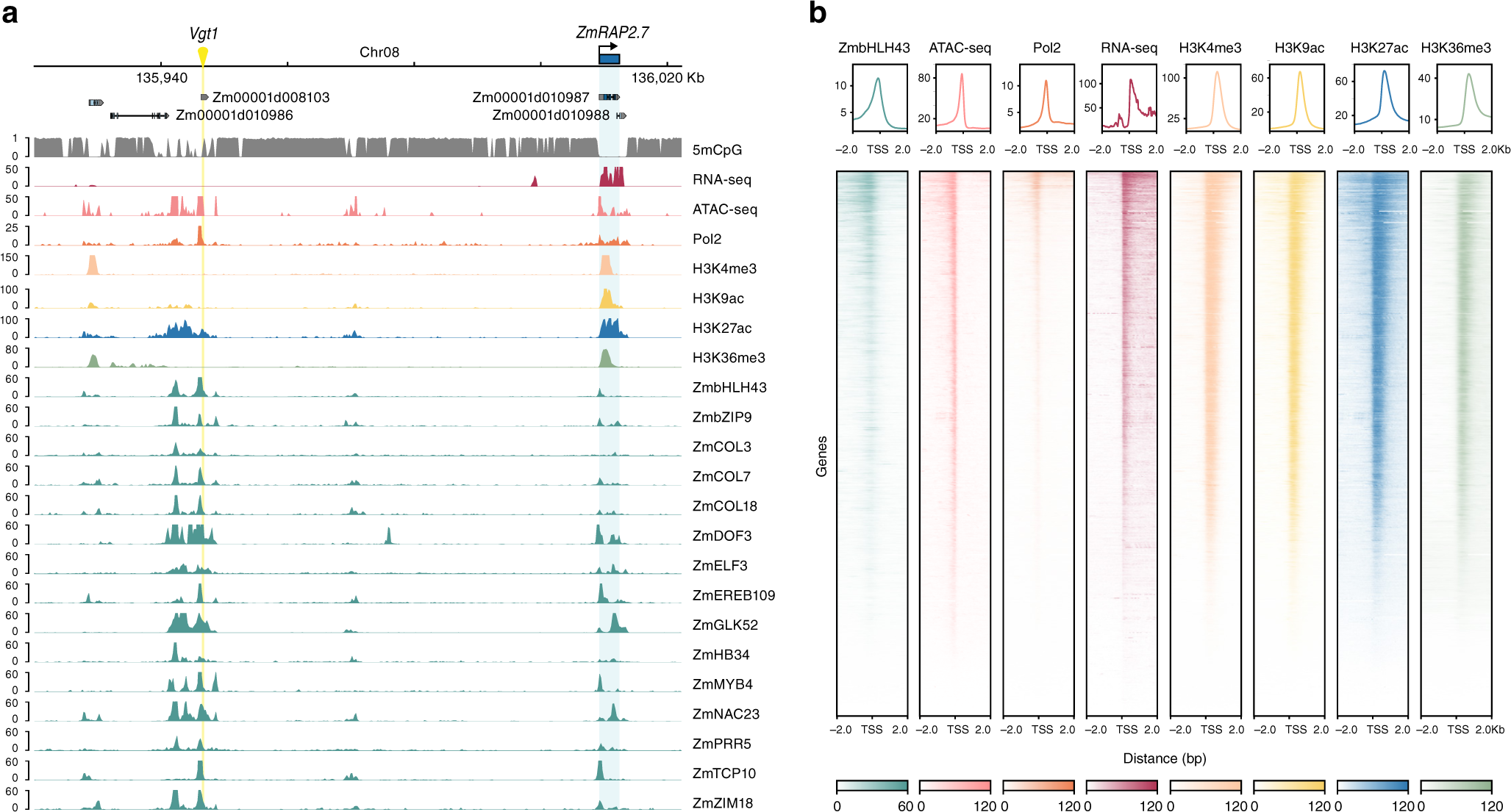 Fig. 2: TF binding in the Vgt1 locus.