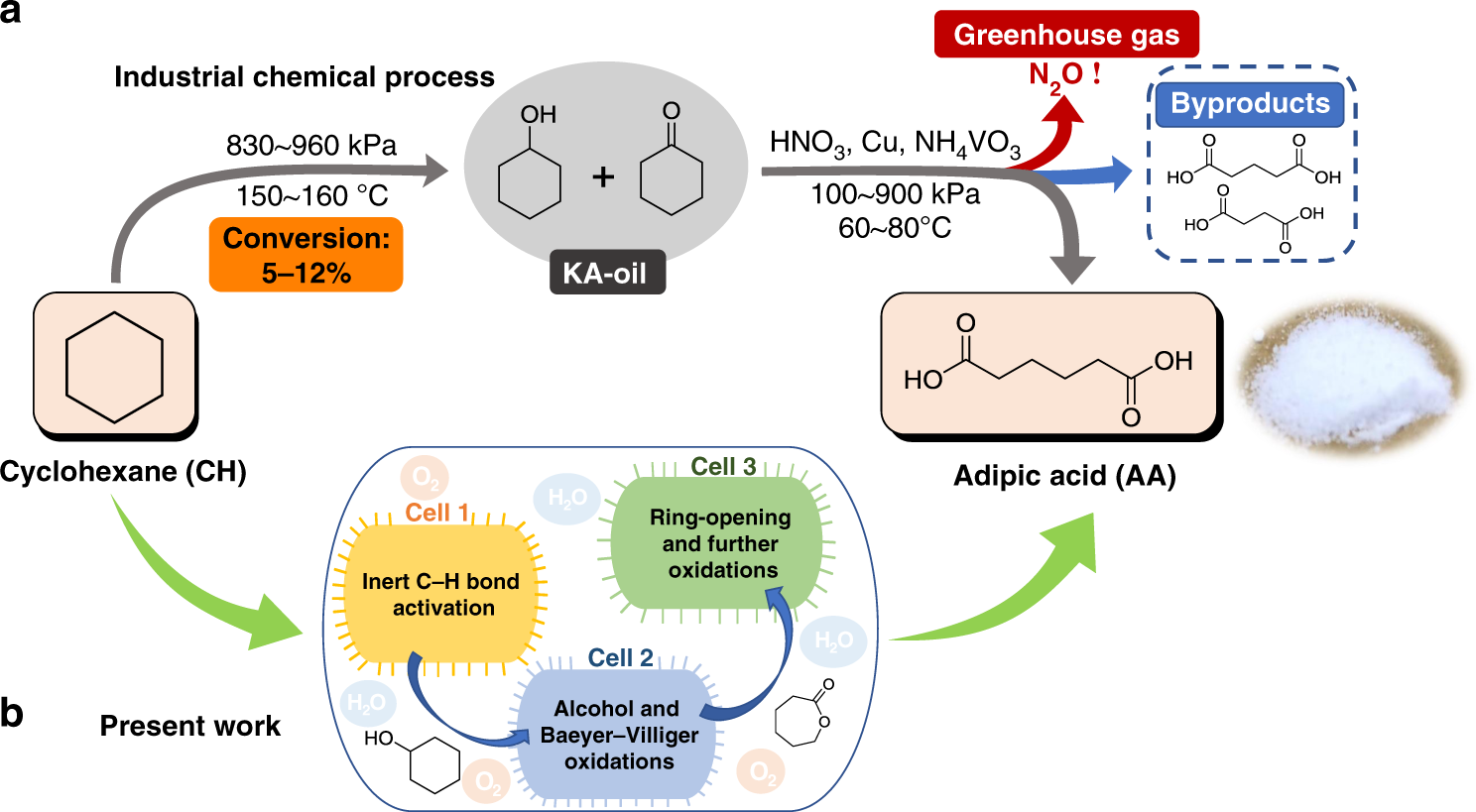 One-pot biocatalytic route from cycloalkanes to α,ω‐dicarboxylic acids by  designed Escherichia coli consortia | Nature Communications