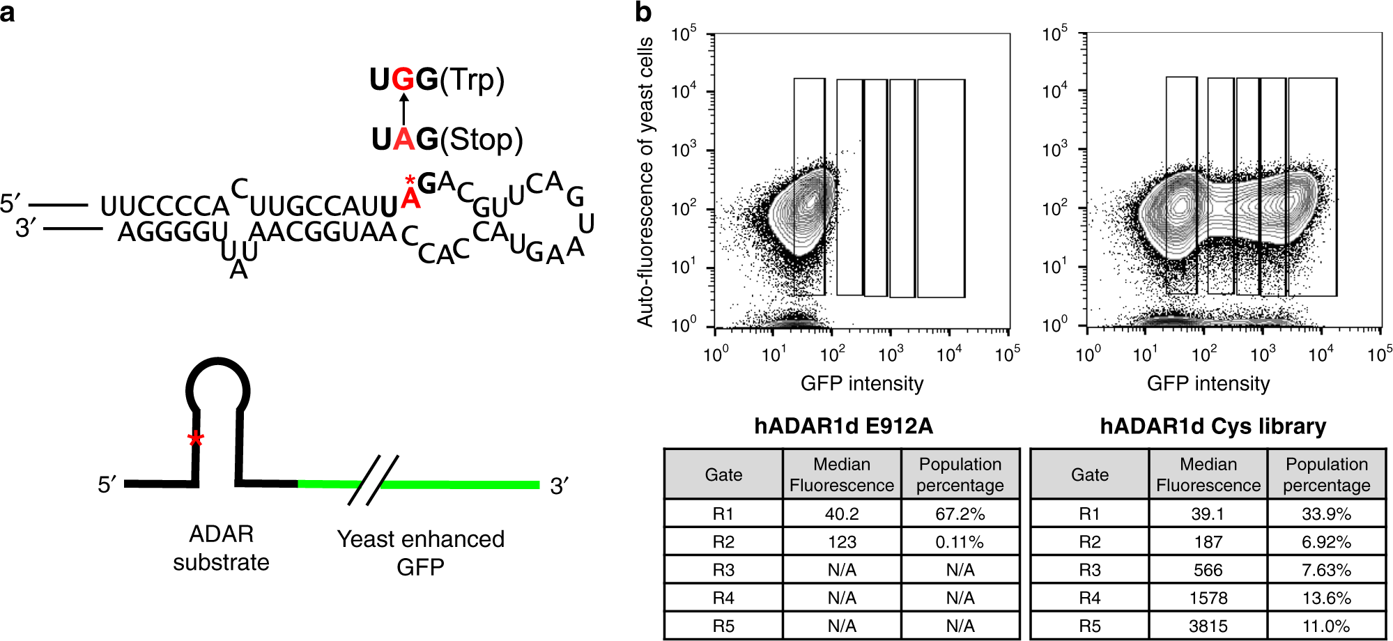 High Throughput Mutagenesis Reveals Unique Structural Features Of Human Adar1 Nature Communications High Throughput Mutagenesis Reveals Unique Structural Features Of Human Adar1 Nature Communications