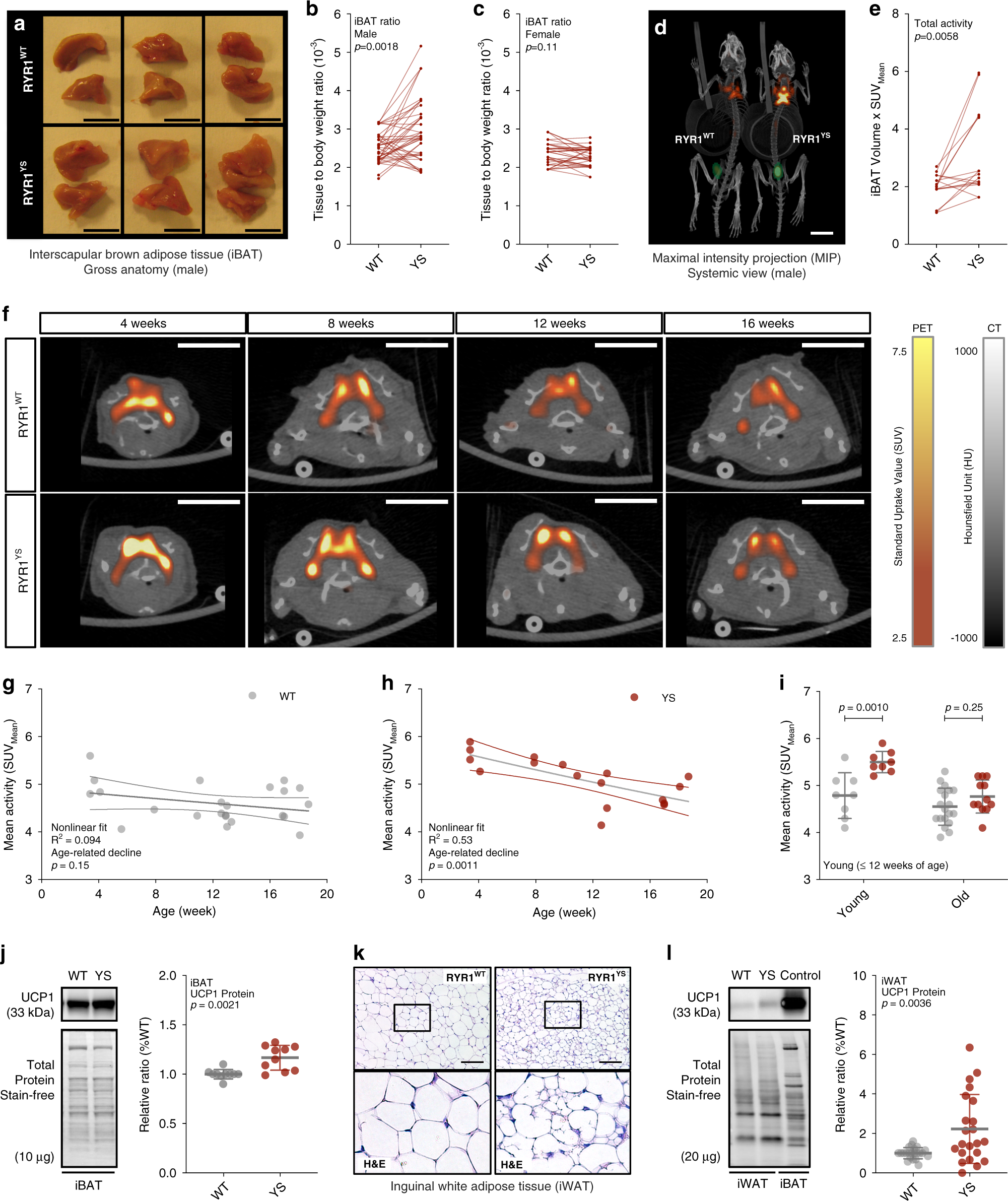 Fig. 5: Elevated brown adipose tissue thermogenic capacity and white adipose tissue browning in Y524S mice.