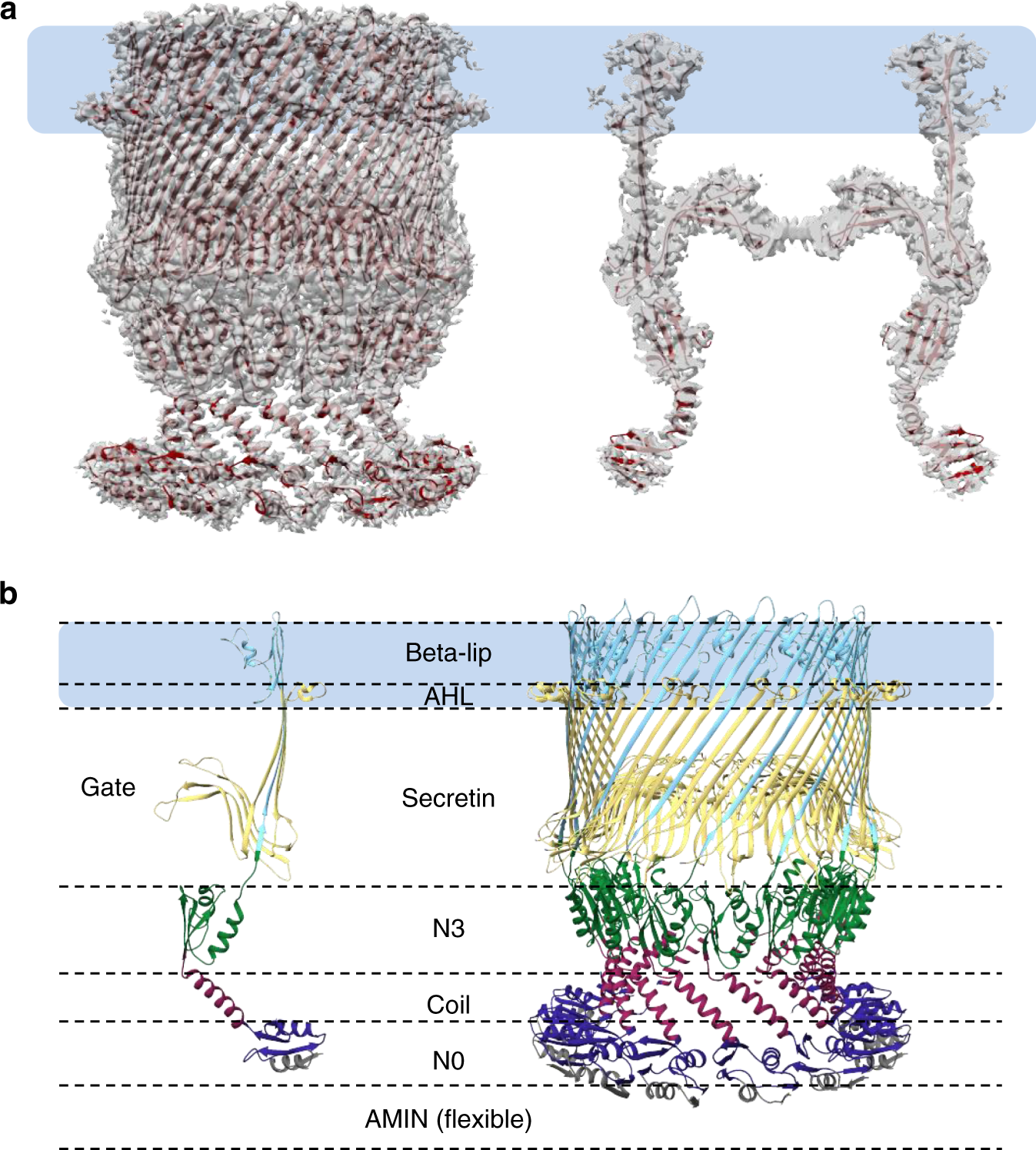 Tilbageholde appetit had CryoEM structure of the type IVa pilus secretin required for natural  competence in Vibrio cholerae | Nature Communications