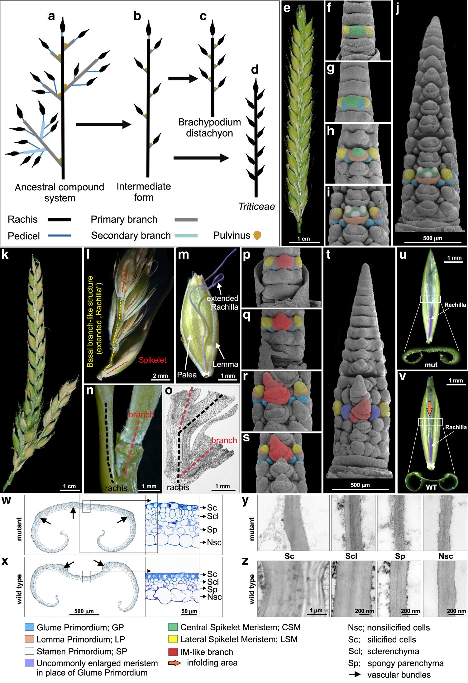 COMPOSITUM 1 contributes to the architectural simplification of barley  inflorescence via meristem identity signals | Nature Communications