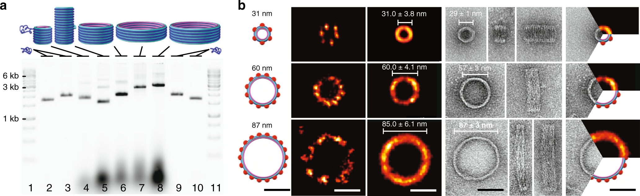 Fig. 2: DNA-origami barrel monomers.