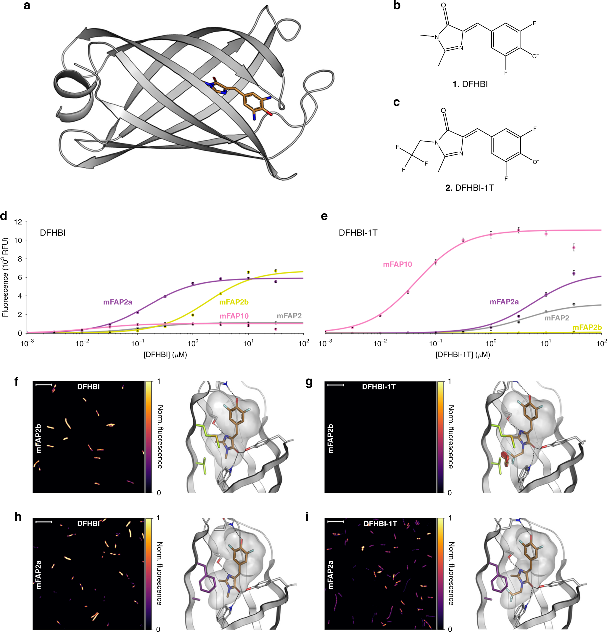 incorporation of sensing modalities into de novo designed fluorescence activating proteins nature communications