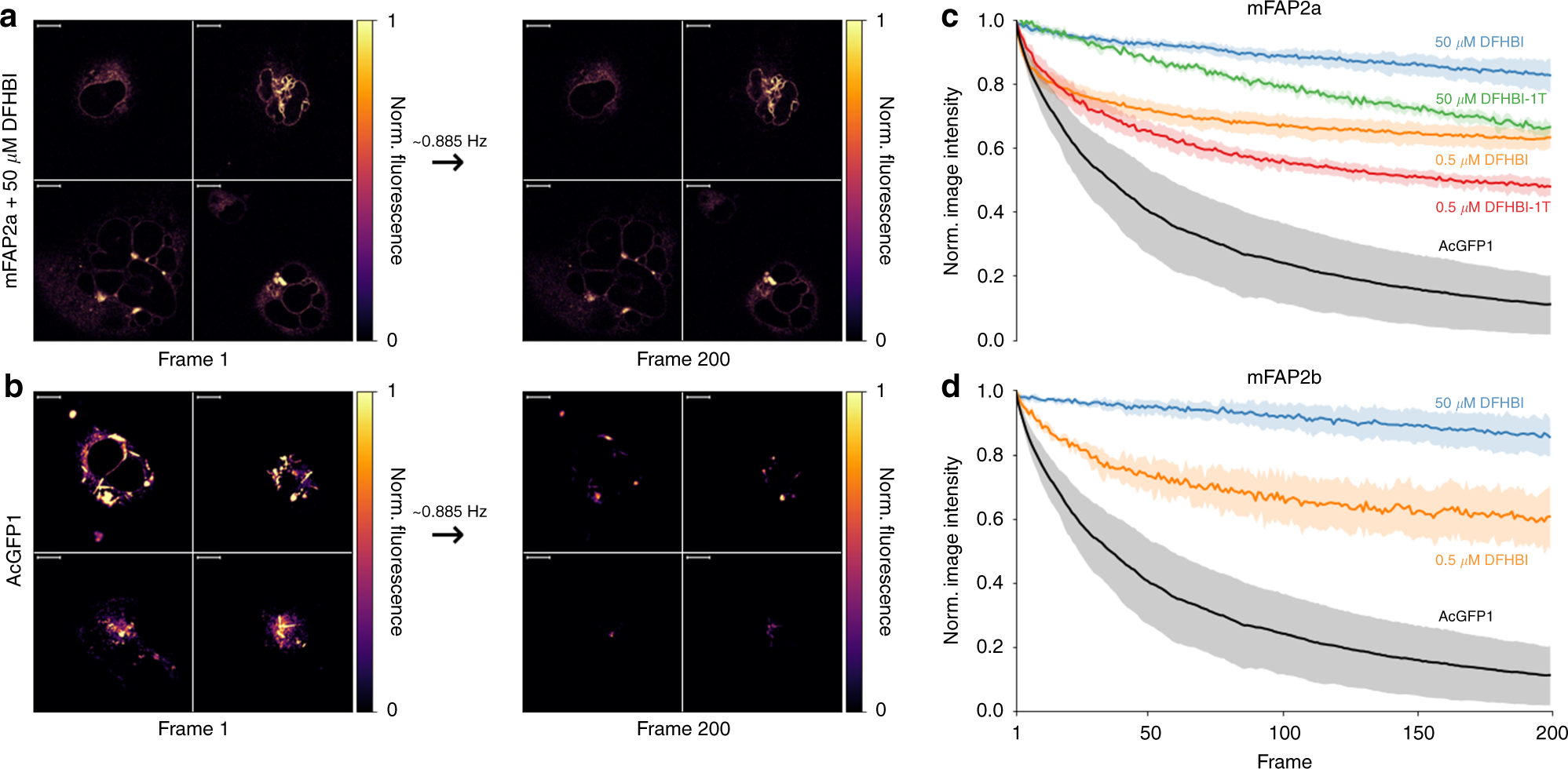 Fig. 2: Photostability of mFAPs compared to AcGFP1.