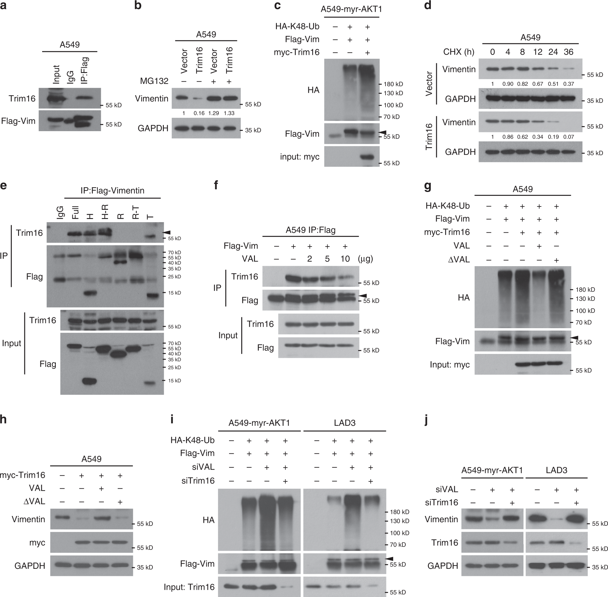 Fig. 6: VAL abrogates Trim16-induced degradation of Vimentin.