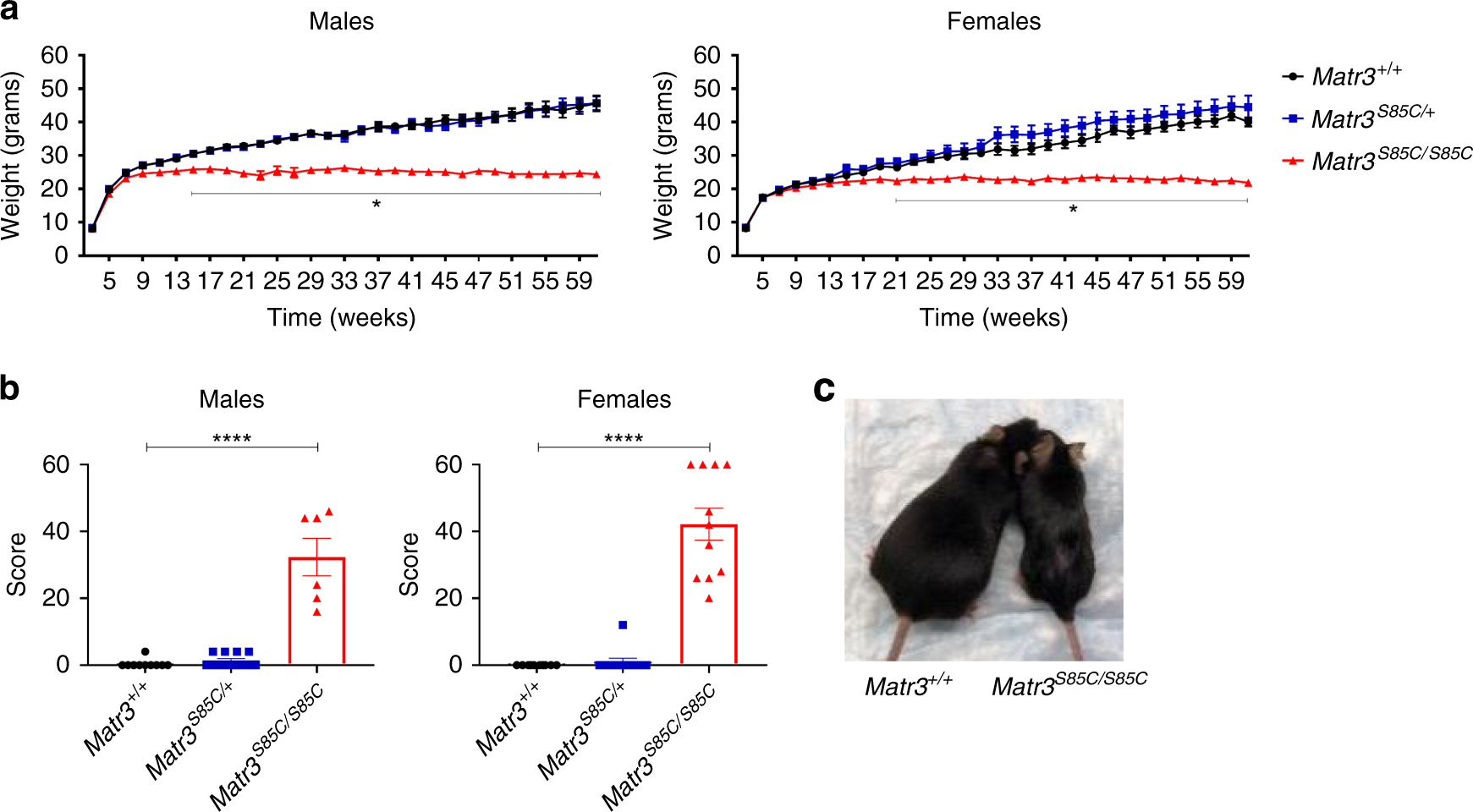 Fig. 2: Homozygous S85C knock-in mice reach humane endpoint at over one year of age.