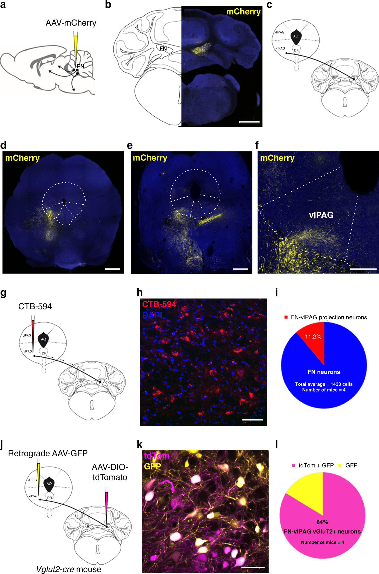 Bidirectional control of fear memories by cerebellar neurons projecting to  the ventrolateral periaqueductal grey | Nature Communications