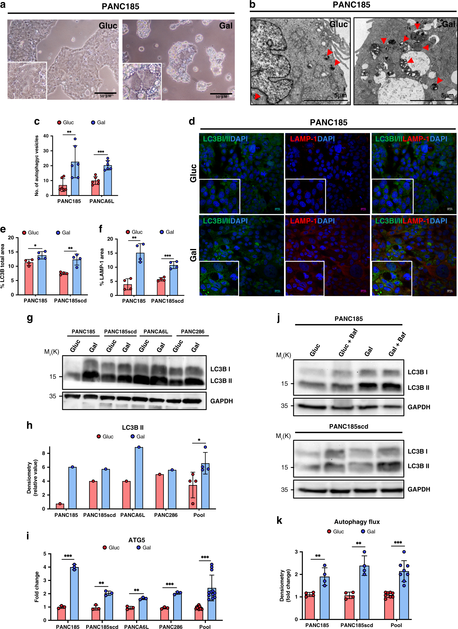 Fig. 5: Autophagy increases in Gal-CC.