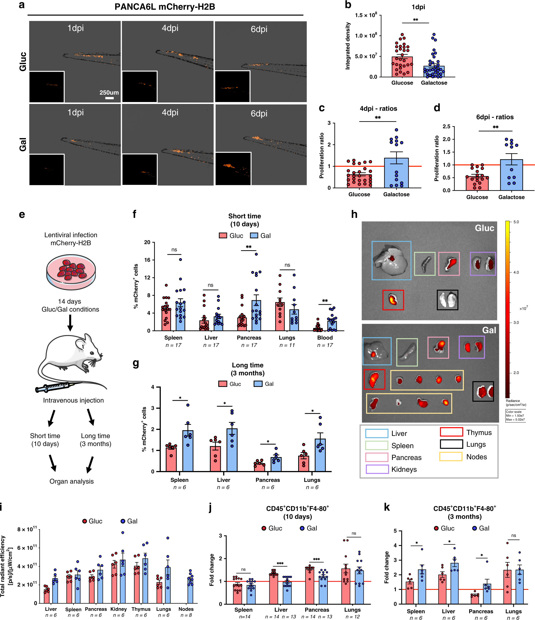 Fig. 7: In vivo immune evasion and metastasis are upregulated in Gal-CC.