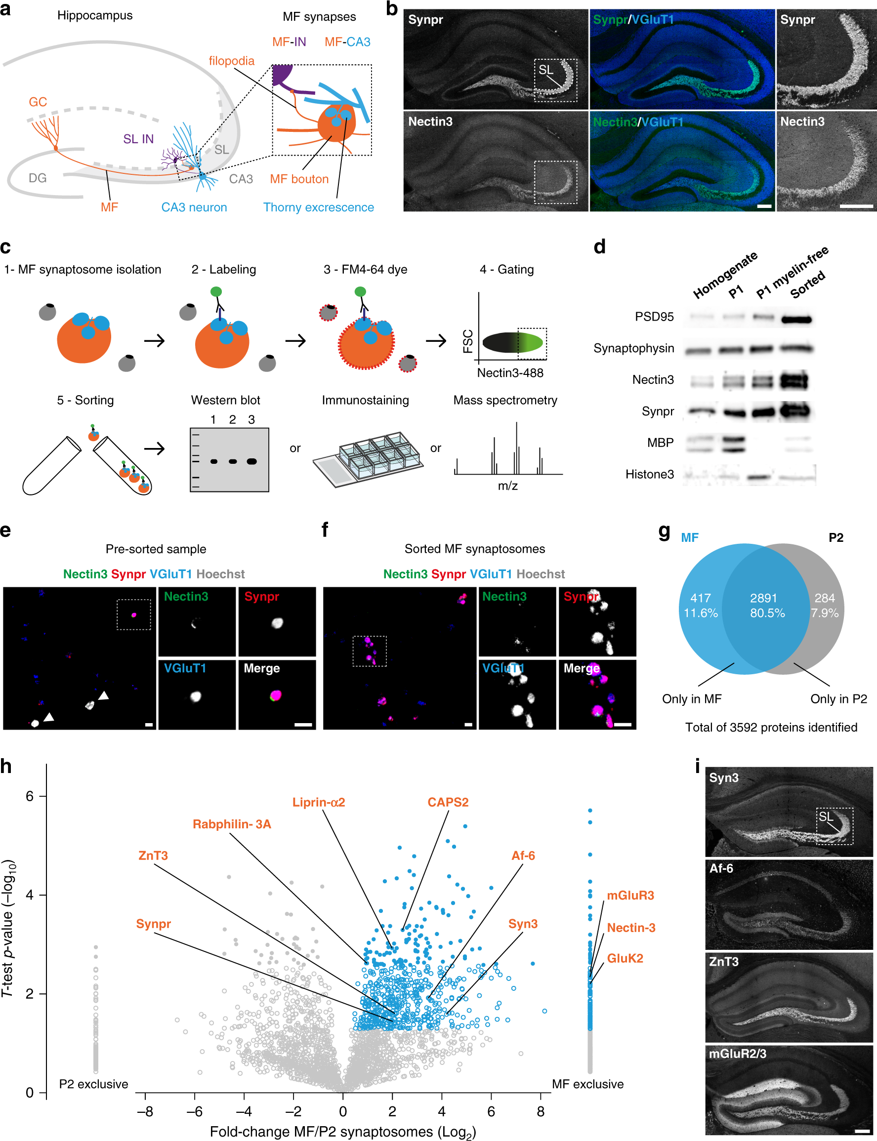 Synapse type-specific proteomic dissection identifies IgSF8 as a