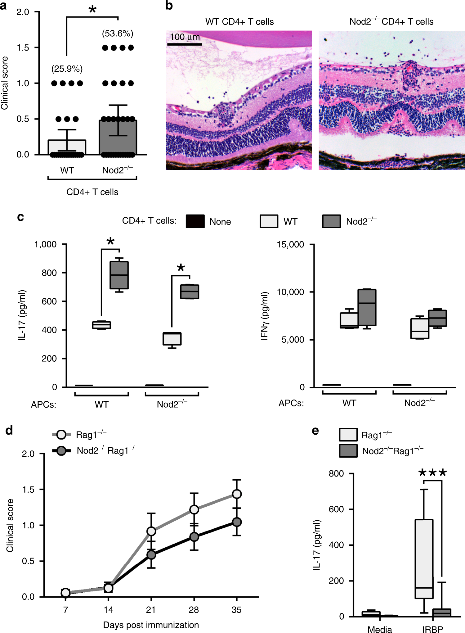 Fig. 4: Nod2 suppresses uveitis through a non-conventional cellular mechanism.