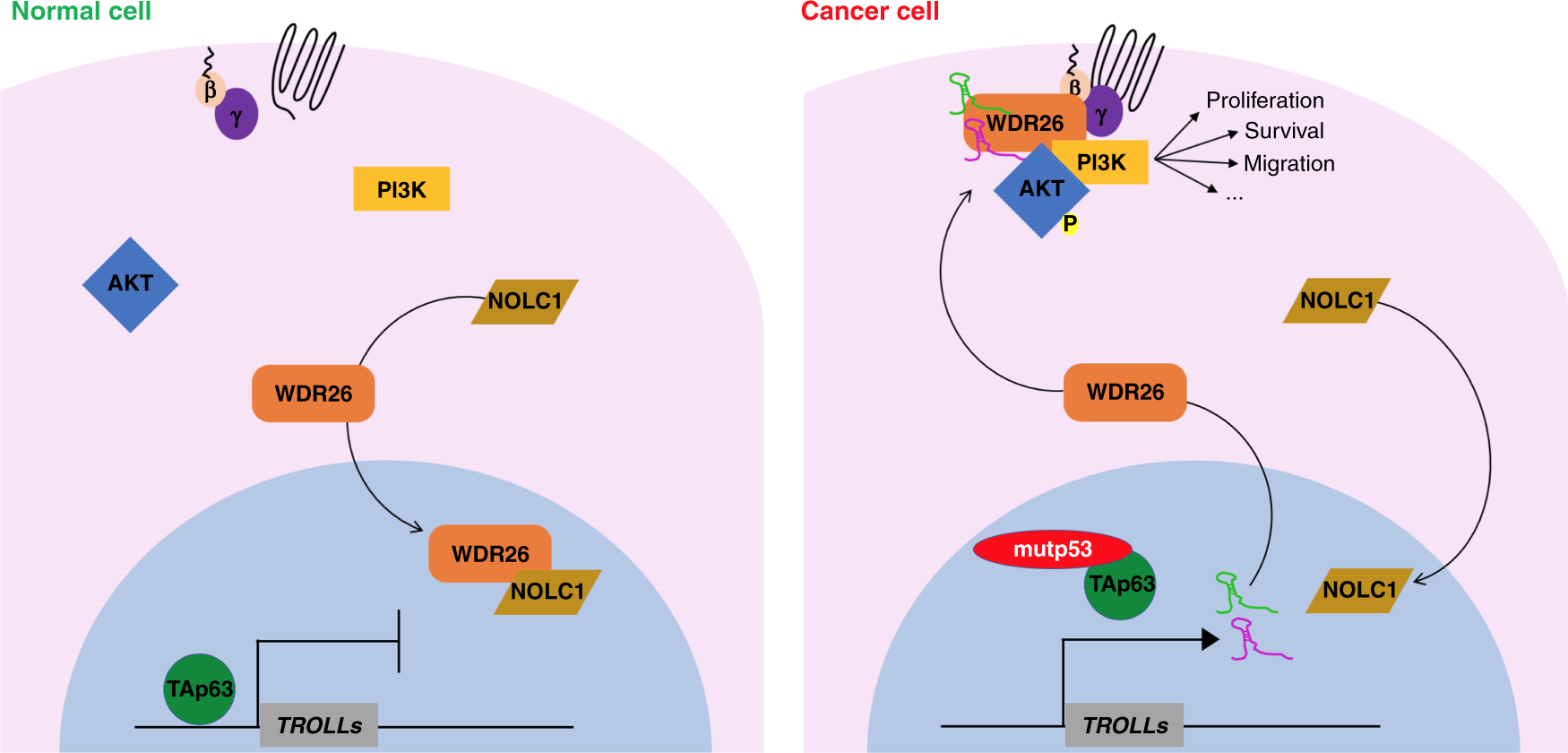 Fig. 7: Model. Scheme describing the proposed mechanism of action of TROLL-2 and TROLL-3.
