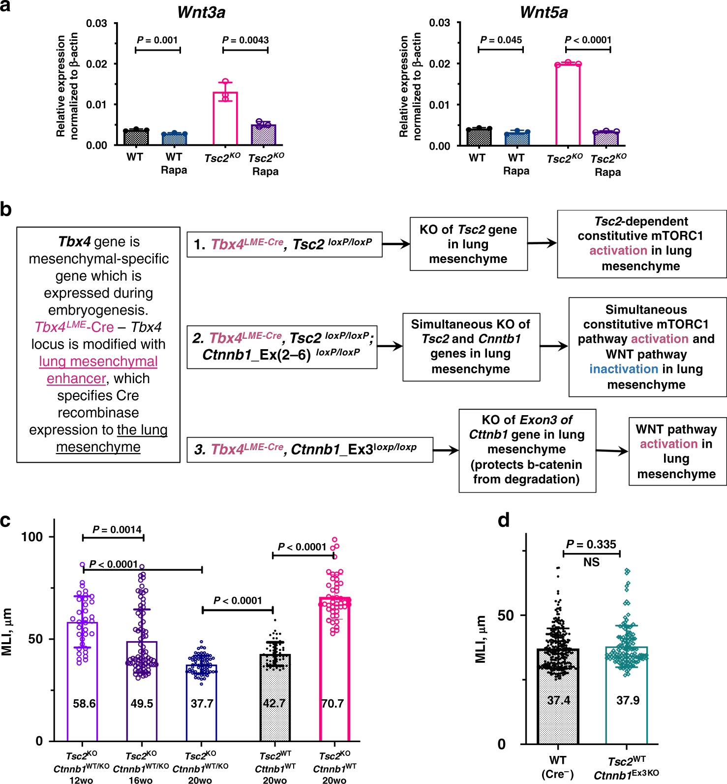 Fig. 5: WNT pathway inhibition in Tsc2 KO mouse lung mesenchyme protects from alveolar enlargement.