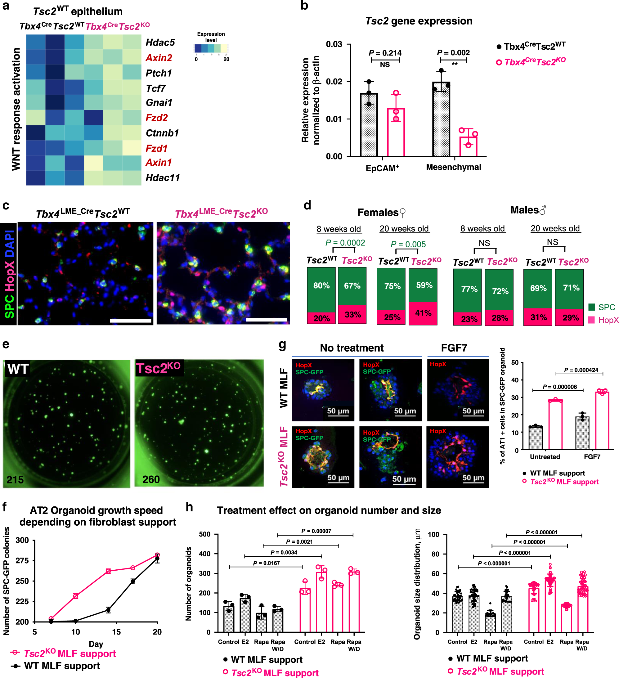 Fig. 6: Tsc2 KO MLFs alter AT2 cells fitness in vivo and ex vivo.
