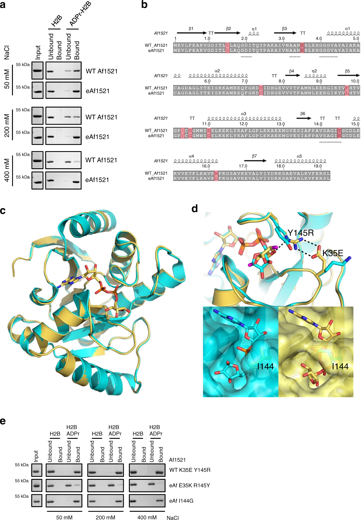 Fig. 1: Characterization of engineered Af1521 macro domain.