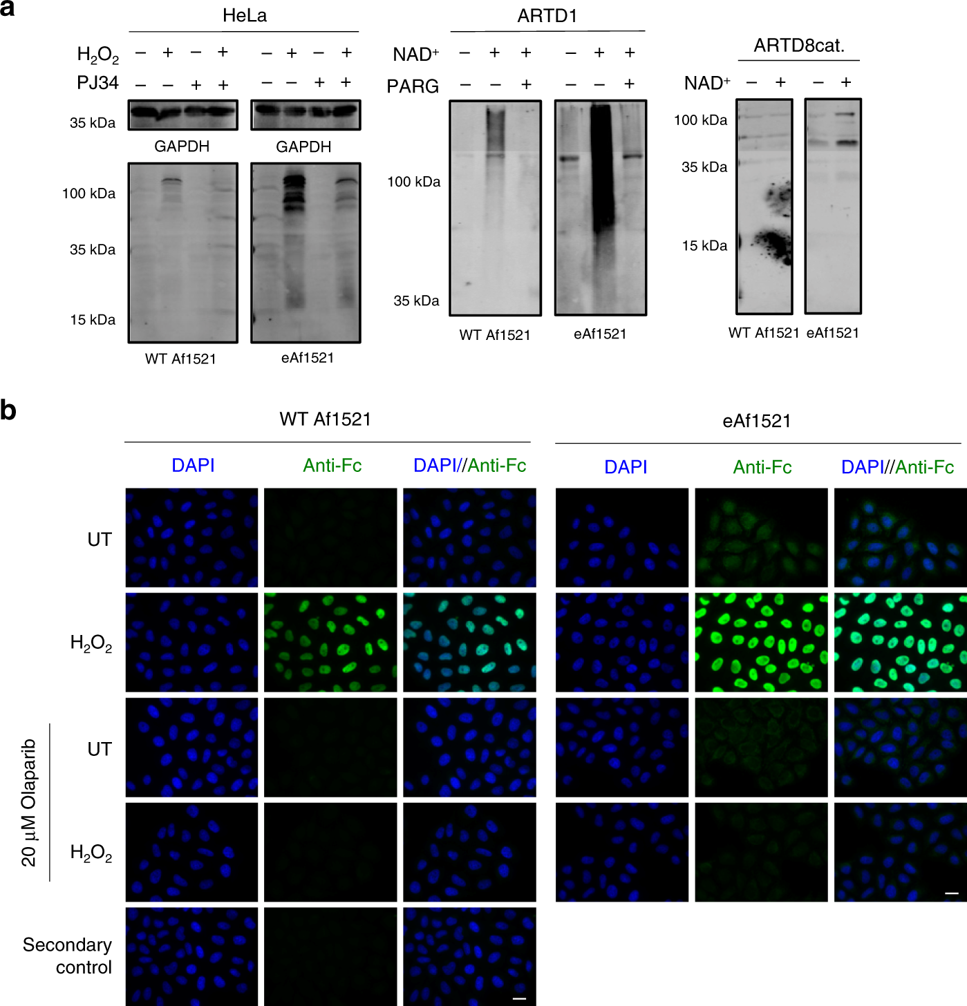 Fig. 4: Fc-eAf1521 is more sensitive in detecting ADP-ribosylation than Fc-WT Af1521.