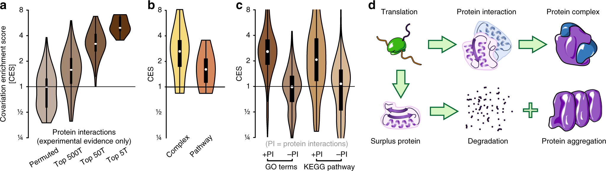 Fig. 4: Proteins that physically interact are specifically enriched for covariations at the RNA level.