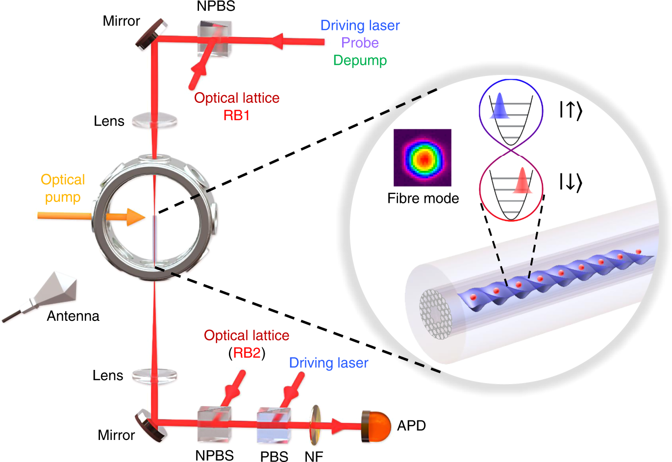 Large Array Of Schrodinger Cat States Facilitated By An Optical Waveguide Nature Communications