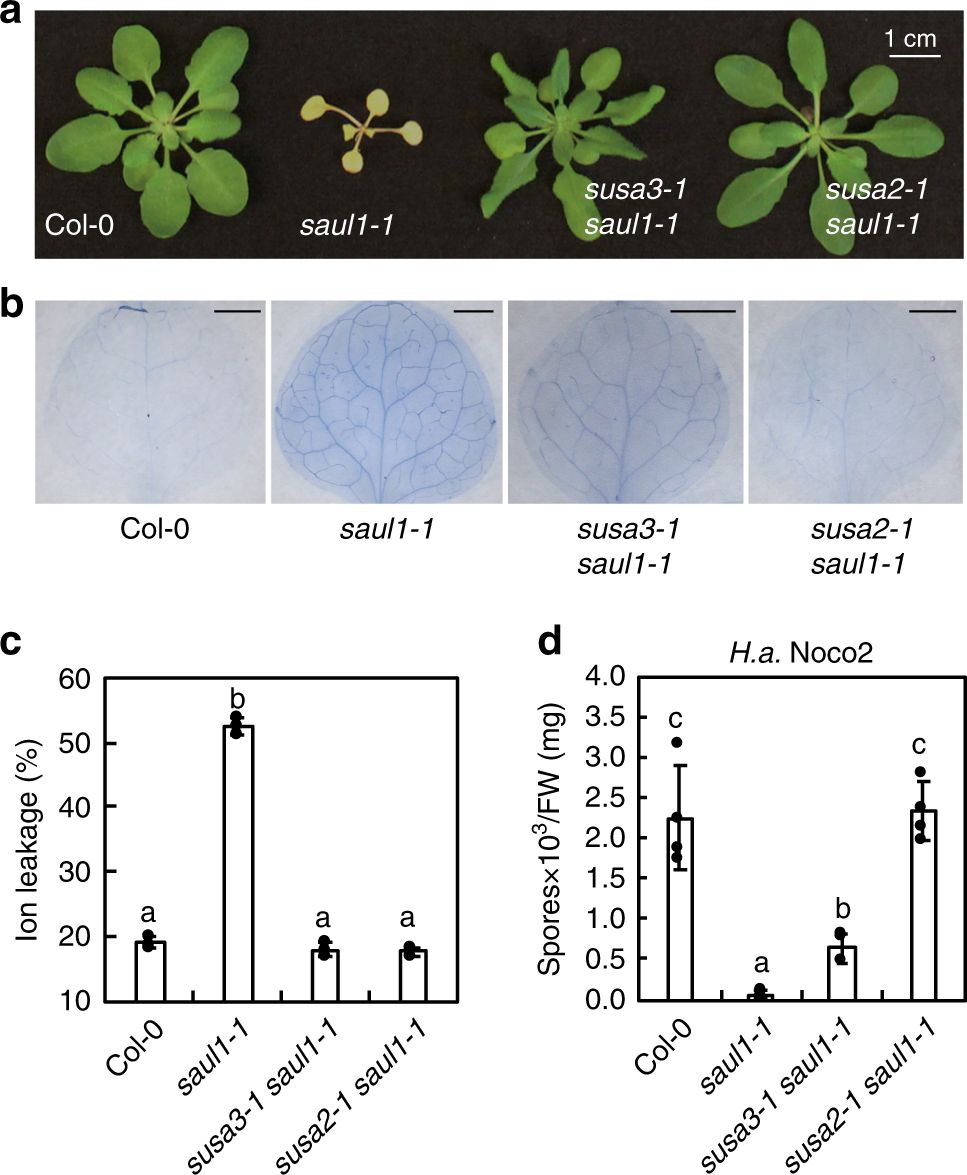 Susa2 Is An F Box Protein Required For Autoimmunity Mediated By Paired Nlrs Soc3 Chs1 And Soc3 Tn2 Nature Communications