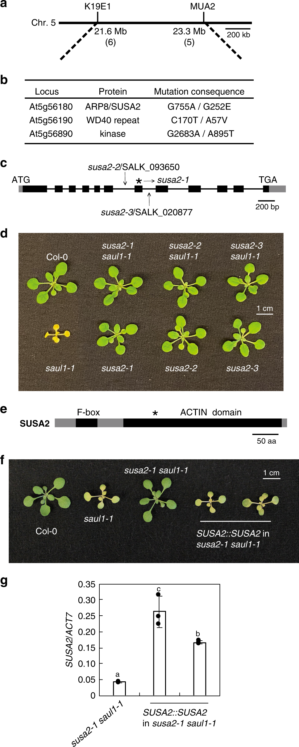 Fig. 2: Positional cloning of susa2-1.
