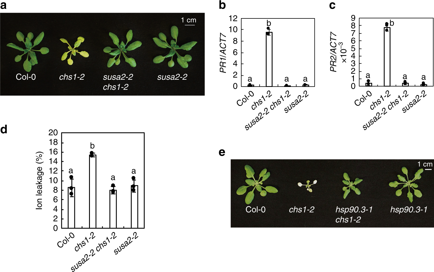 Fig. 5: Both susa2-2 and hsp90.3-1 suppress the temperature-dependent autoimmunity of chs1-2.